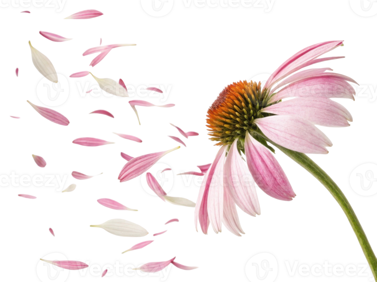 Beautiful chinacea flower with delicate pink petals gracefully dispersing into air creates serene and enchanting scene png
