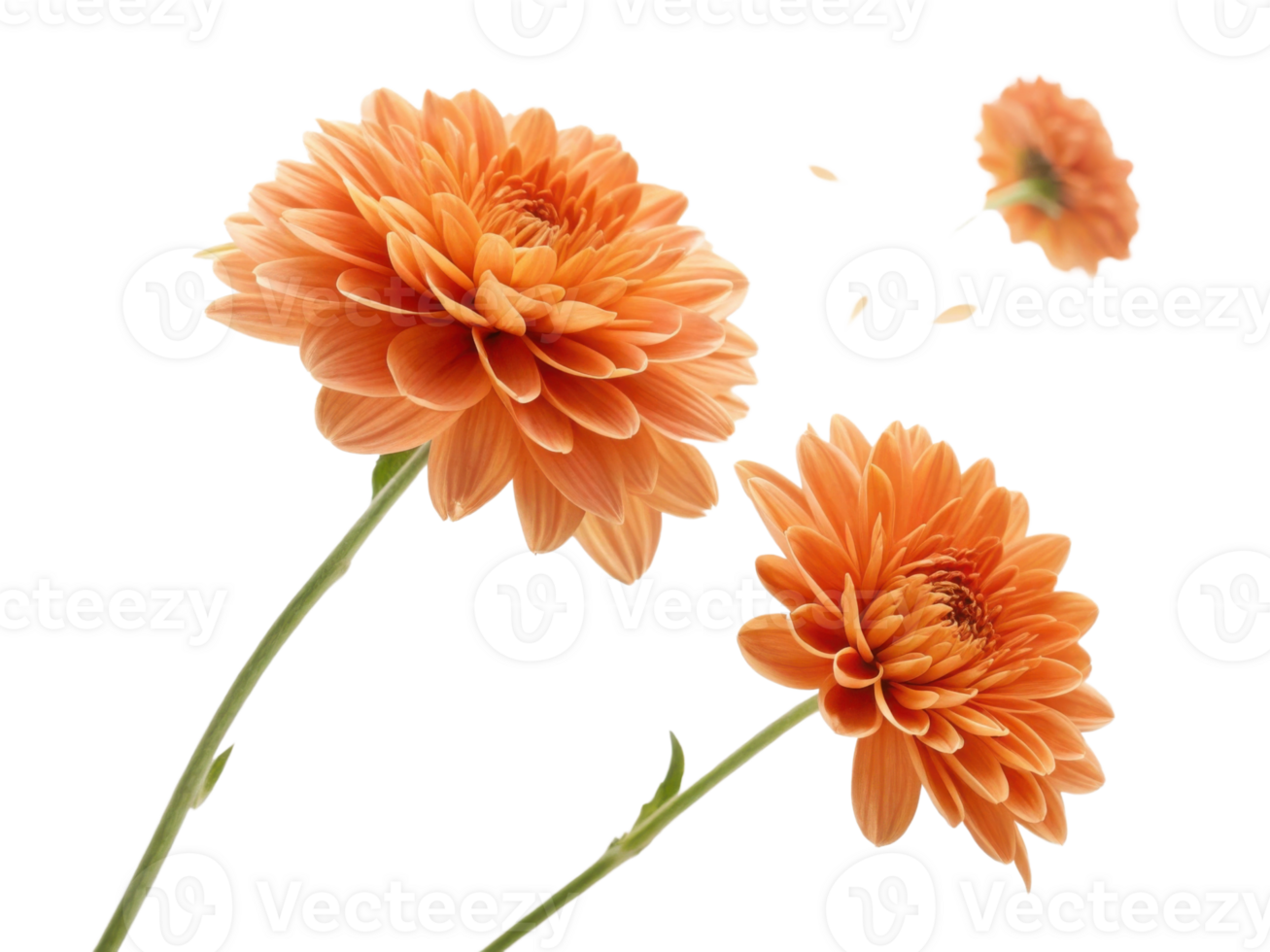 Charming orange flowers bloom gracefully showcasing their vibrant petals and delicate beauty. stunning display captivates with nature artistry png