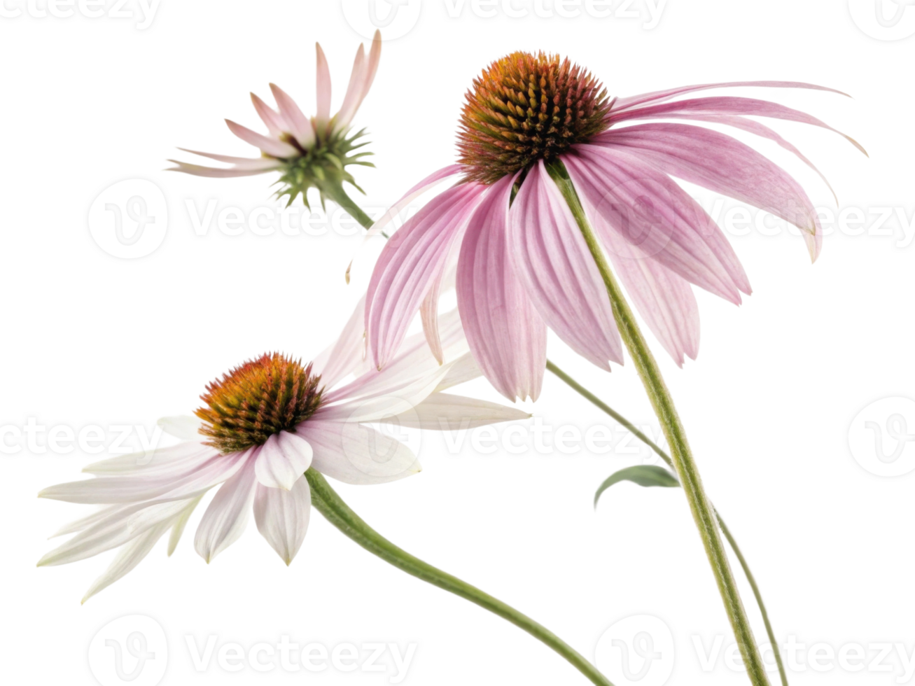Beautiful chinacea flowers bloom gracefully, showcasing their vibrant colors and intricate details, creating serene and uplifting atmosphere png