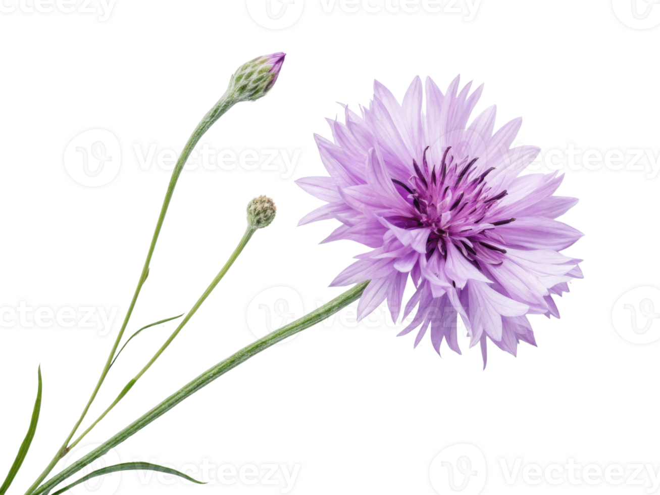 Beautiful cornflower flower with delicate purple petals stands gracefully alongside its budding companions, showcasing nature elegance png