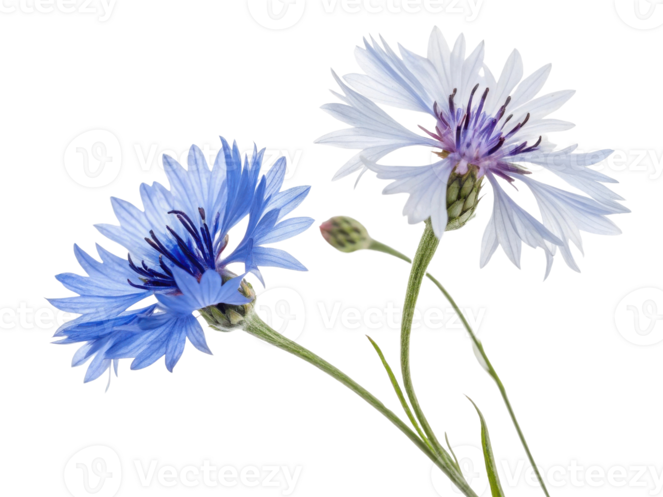 Cornflower blooms in vibrant blue and delicate white, showcasing nature beauty and elegance in stunning floral display png