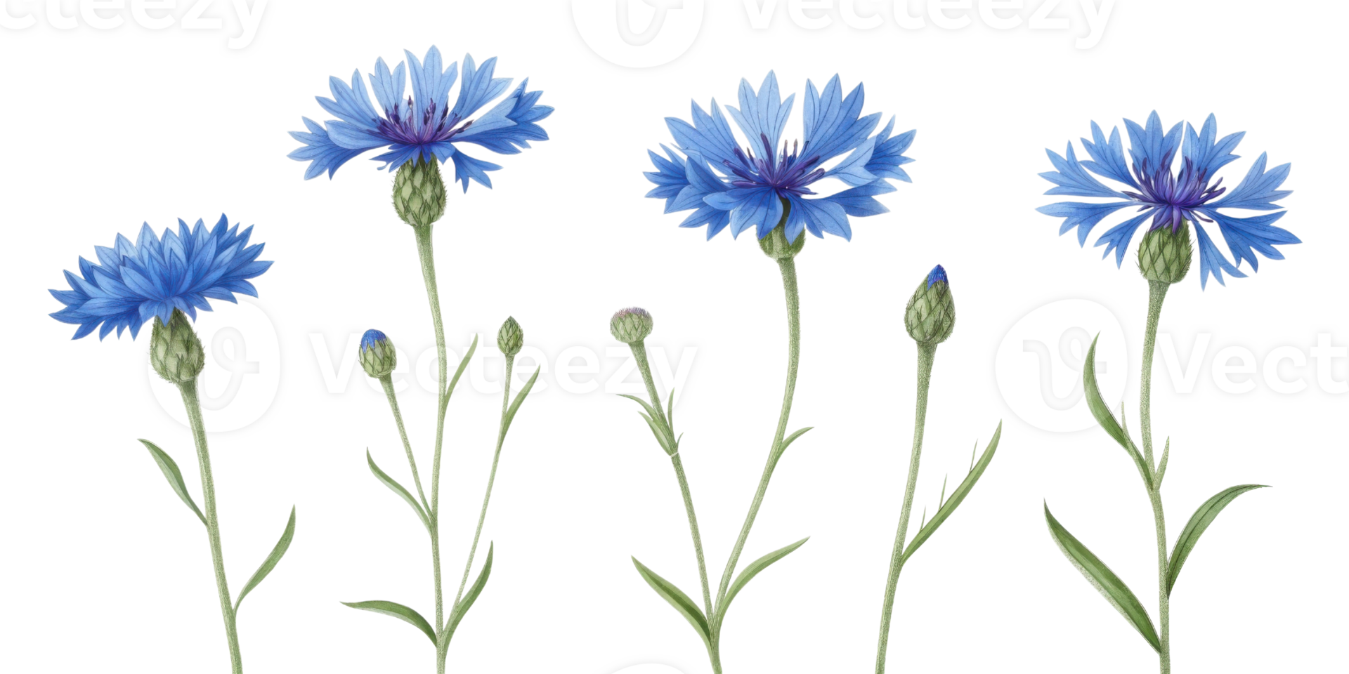 Cornflower flowers bloom gracefully, showcasing their vibrant blue petals and delicate green stems, creating serene and beautiful scene png