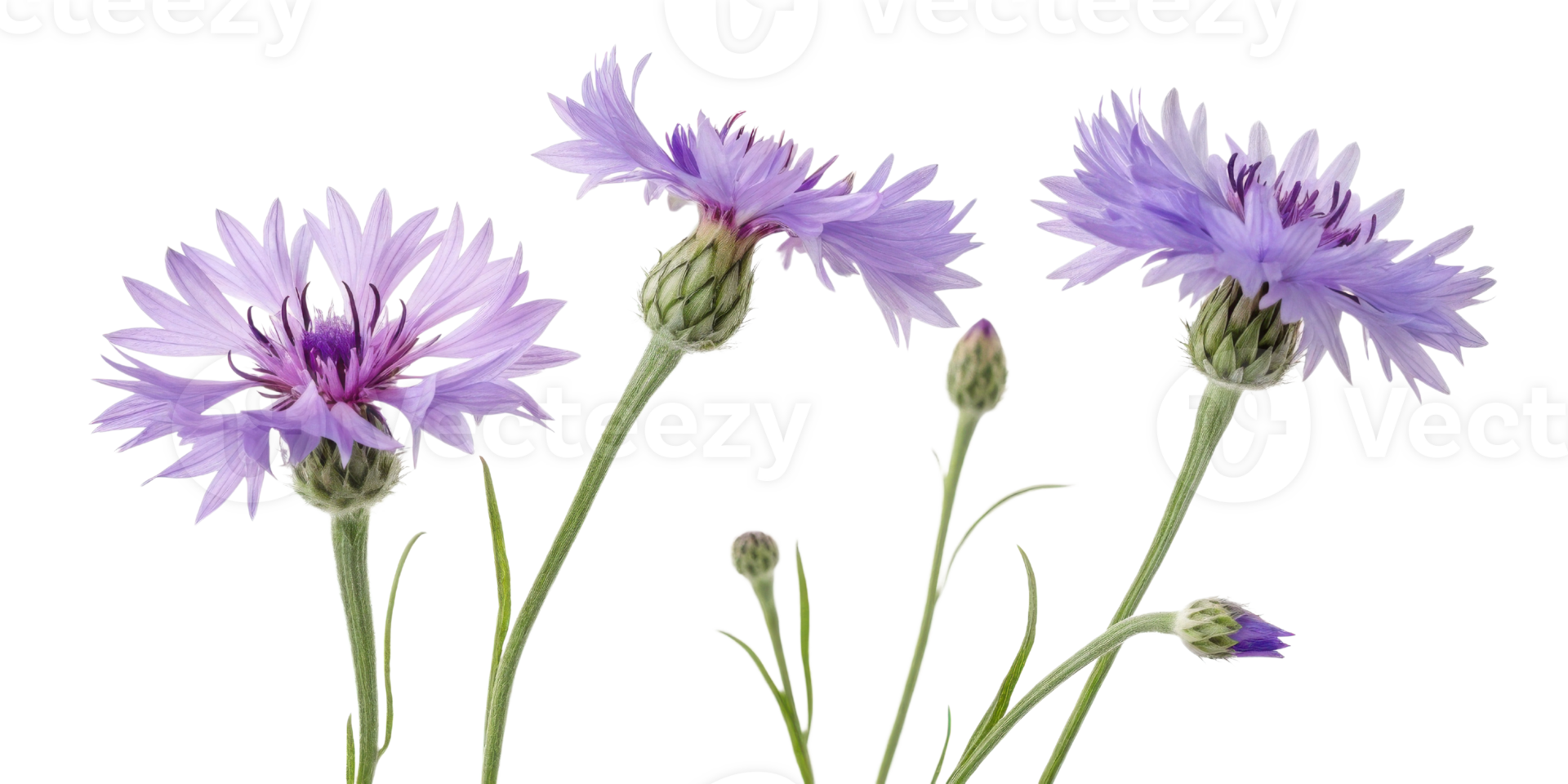 Cornflower blooms gracefully, showcasing delicate petals in shades of blue and purple, creating serene and enchanting floral display png
