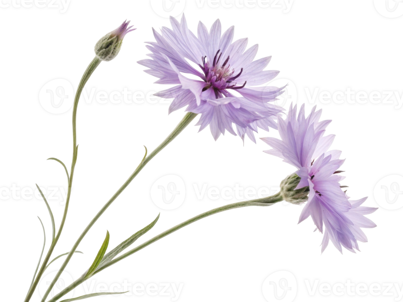 Cornflower flowers bloom gracefully with delicate petals showcasing lovely lavender hue, adding beauty to any garden or arrangement png