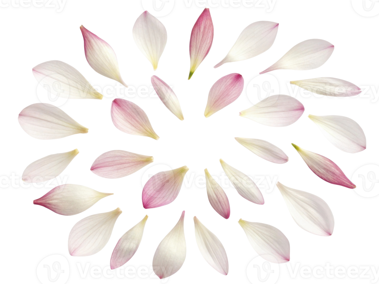 Delicate petals create beautiful arrangement resembling flower, showcasing soft colors and natural elegance png