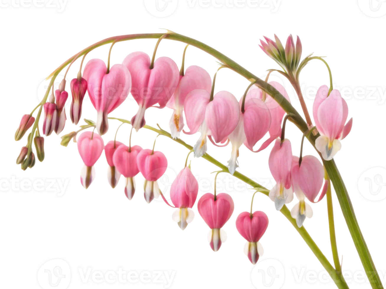 Beautiful arrangement of pink bleeding heart flowers showcases their delicate petals and unique shape, evoking sense of love and nature beauty png