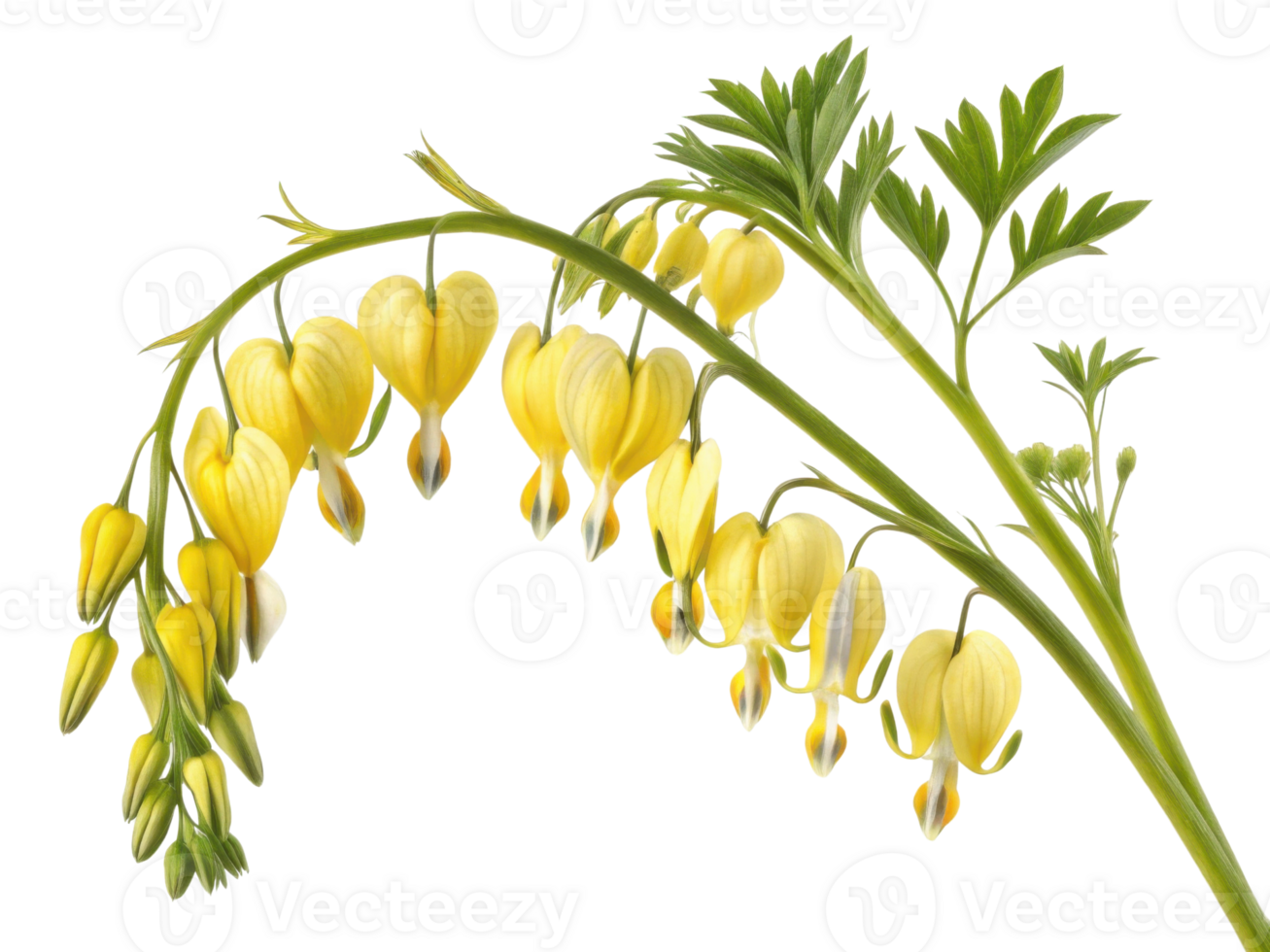 Delicate yellow flowers bloom gracefully, resembling bleeding heart, creating beautiful display of nature artistry png