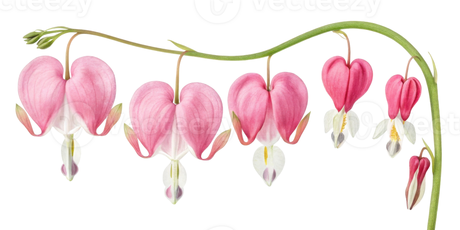 Beautiful arrangement of bleeding heart flowers showcases their delicate pink petals and unique heart shape, evoking sense of love and nature png