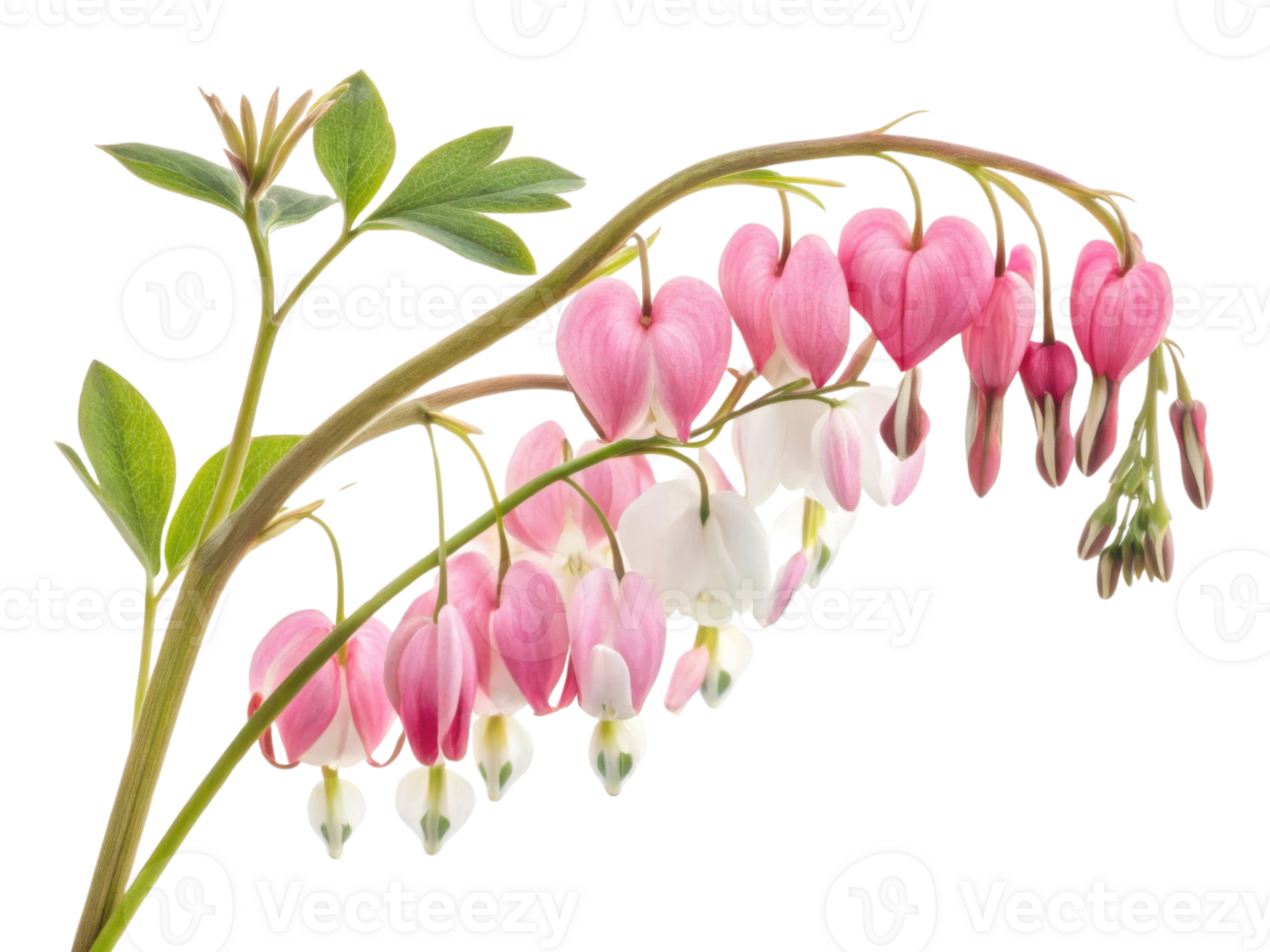 Beautiful flower with heart shaped petals in shades of pink and white, symbolizing love and emotion, evokes sense of beauty and tenderness png