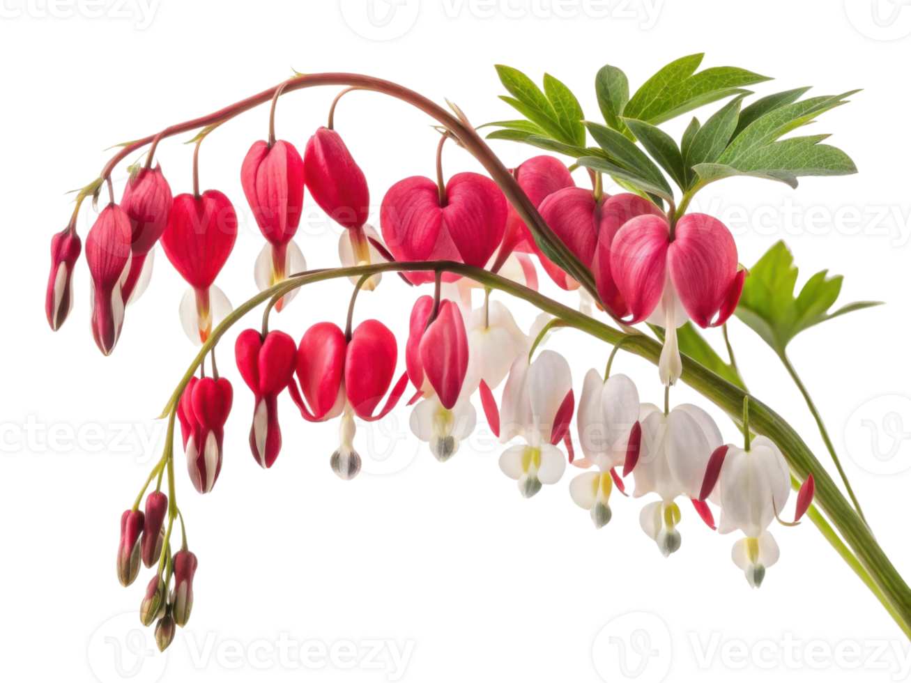 Bleeding heart flowers bloom with vibrant colors, symbolizing love and beauty, creating stunning display of nature artistry png