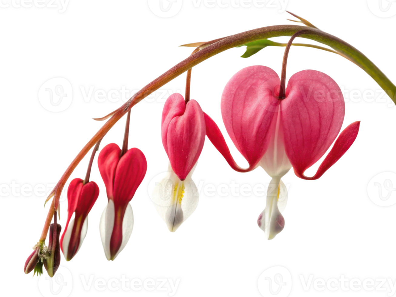 Bleeding heart flower blooms with vibrant petals resembling hearts, creating stunning display of nature beauty png