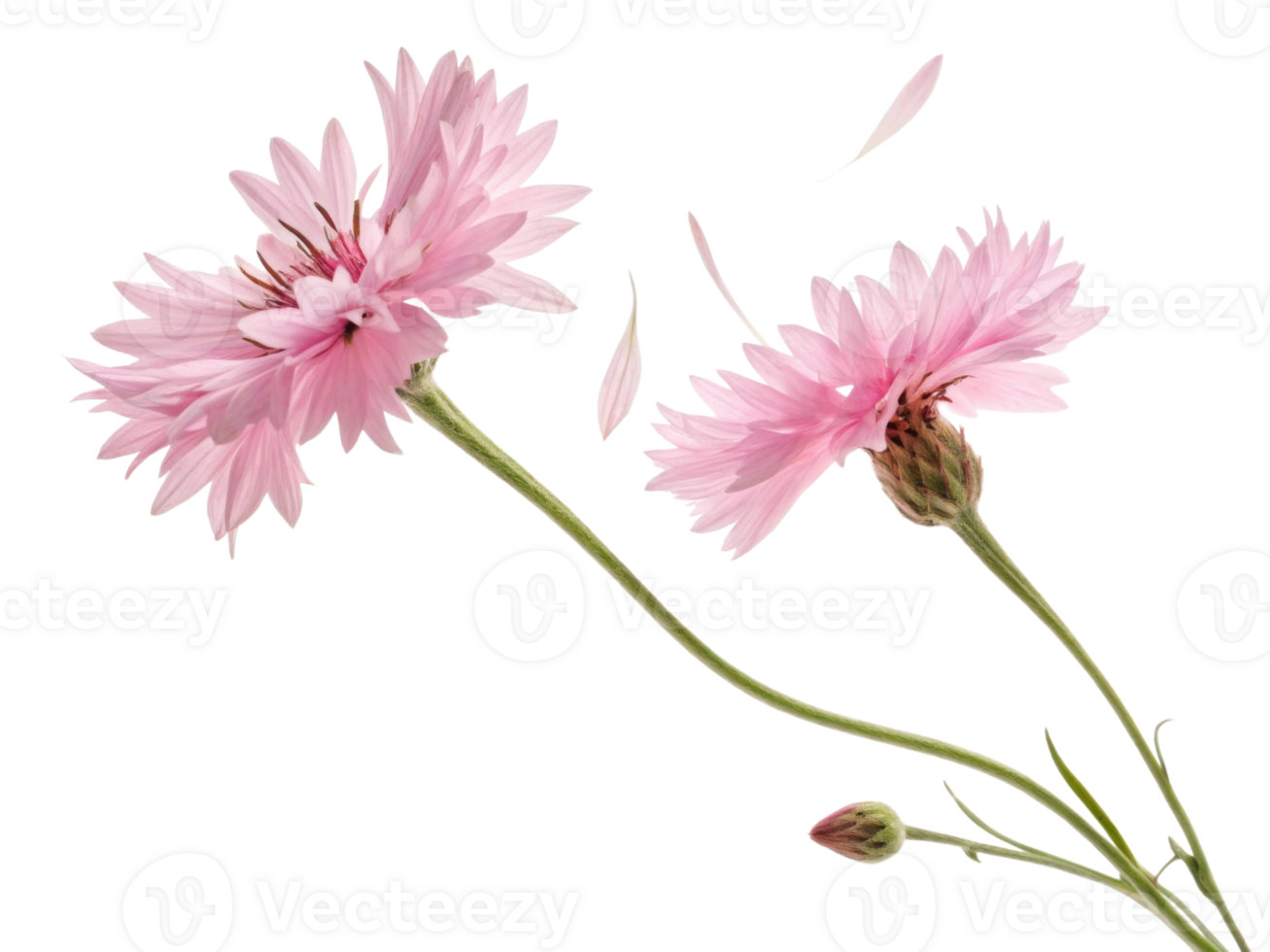 Cornflower flowers bloom gracefully with soft pink petals dancing in breeze, creating serene and beautiful scene png