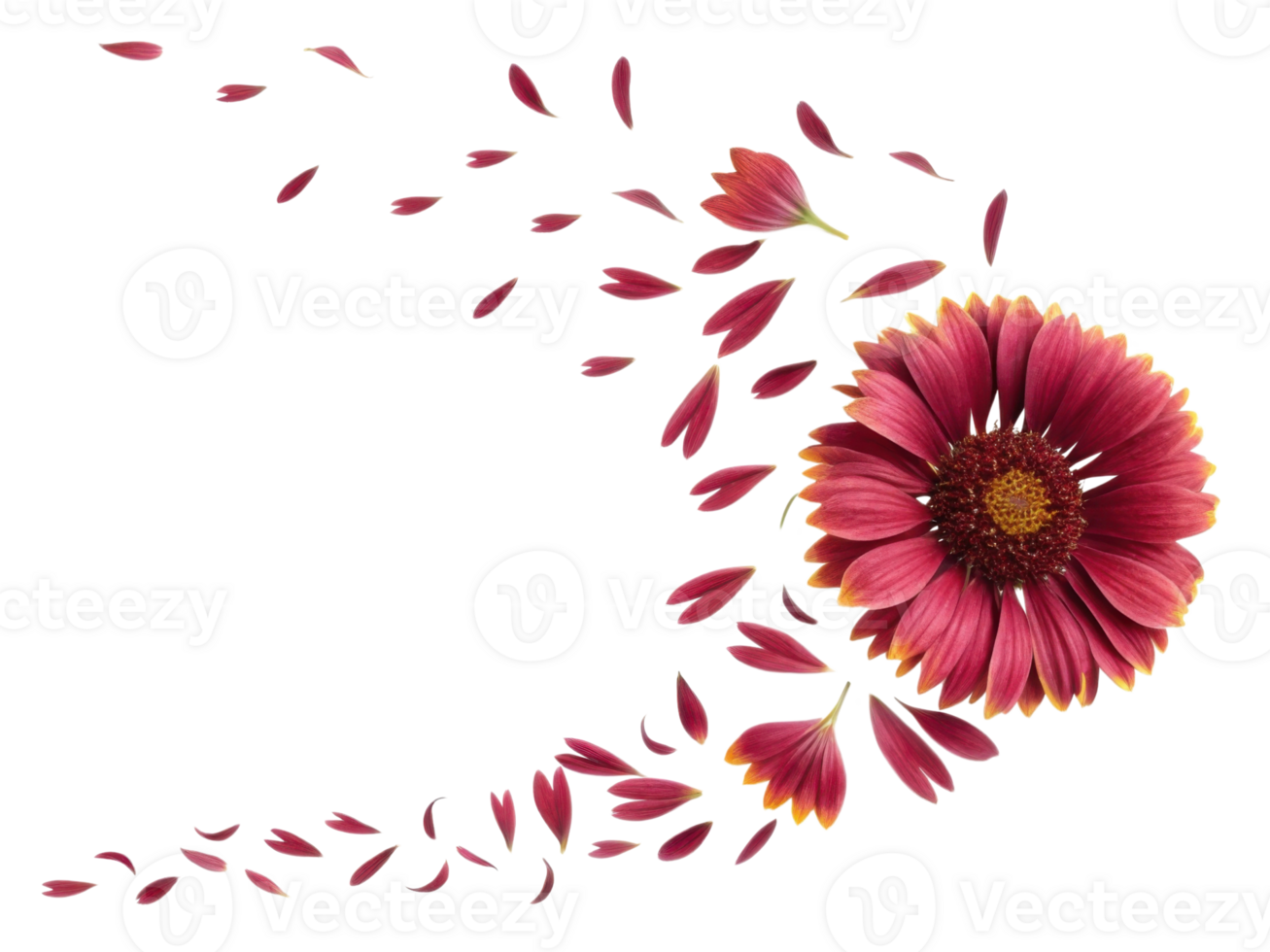 Vibrant gaillardia flower showcases its beauty as petals gracefully scatter, creating stunning visual display of nature artistry png