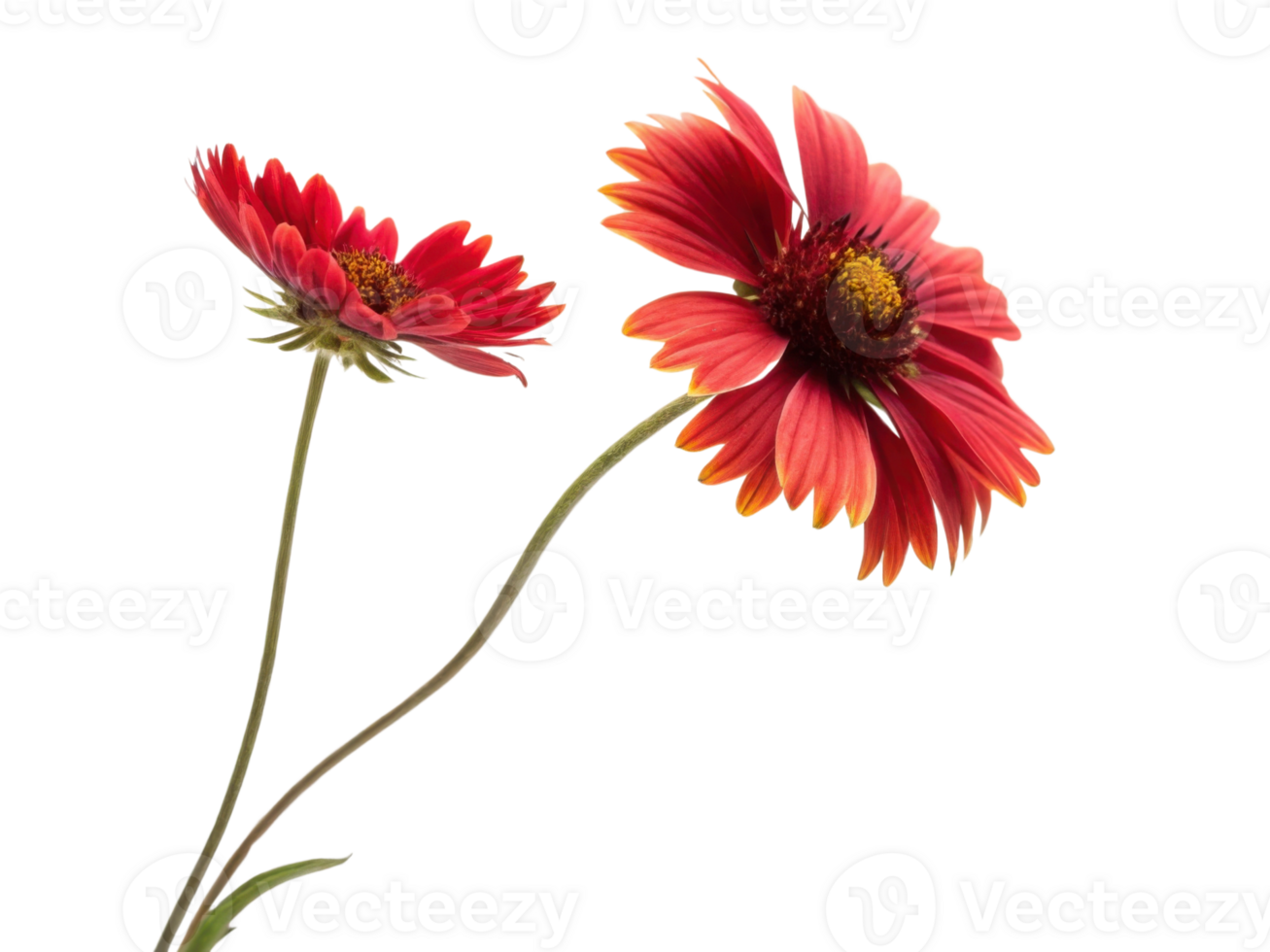 Beautiful gaillardia flowers bloom vibrantly with red petals showcasing nature artistry and charm png