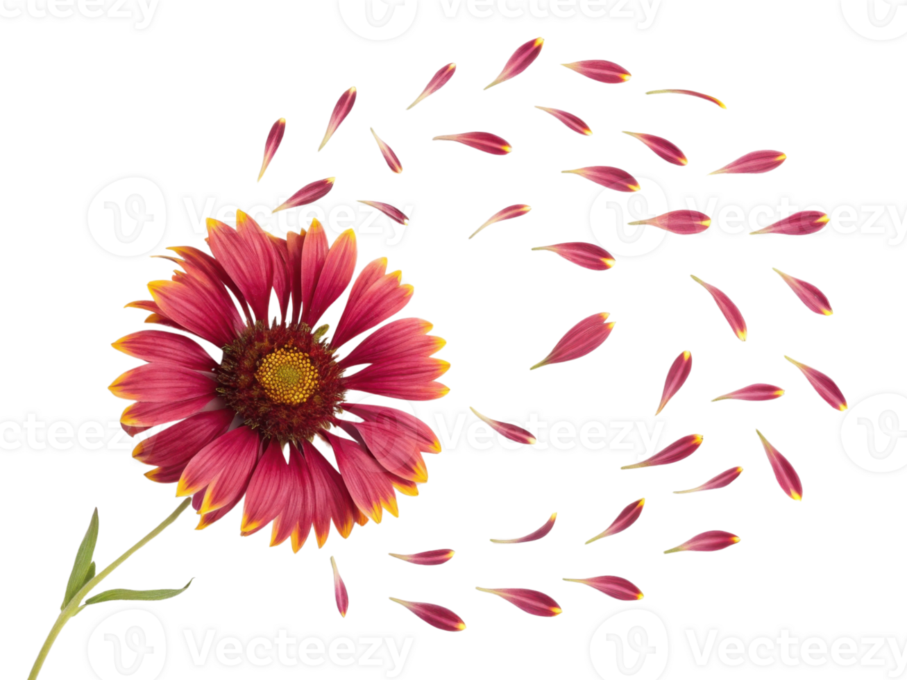 Vibrant gaillardia flower showcases its beauty as petals gracefully drift away in breeze, creating serene and enchanting scene png