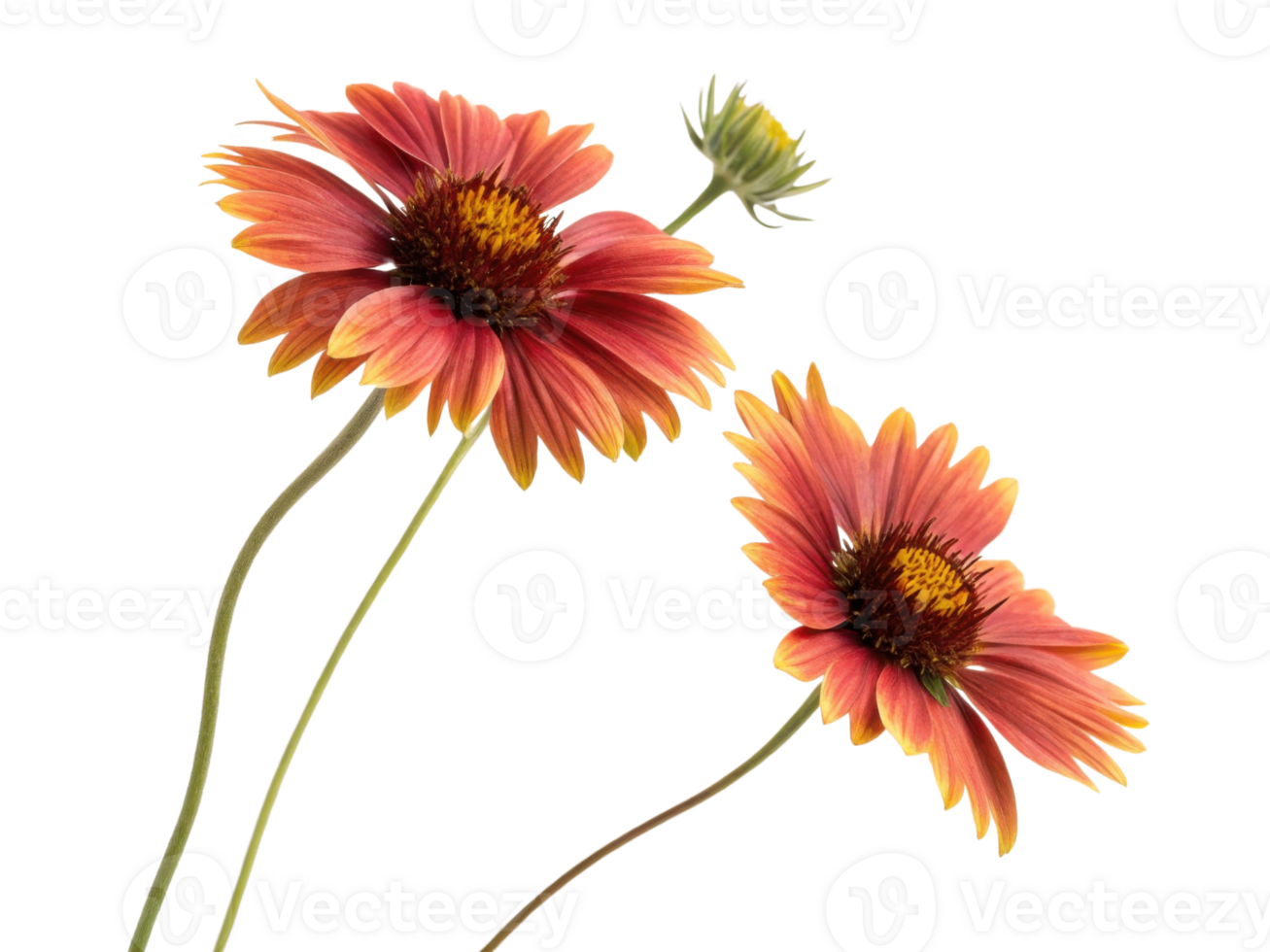 Beautiful gaillardia flowers bloom with vibrant colors, showcasing their unique petals and intricate details in nature artistry png
