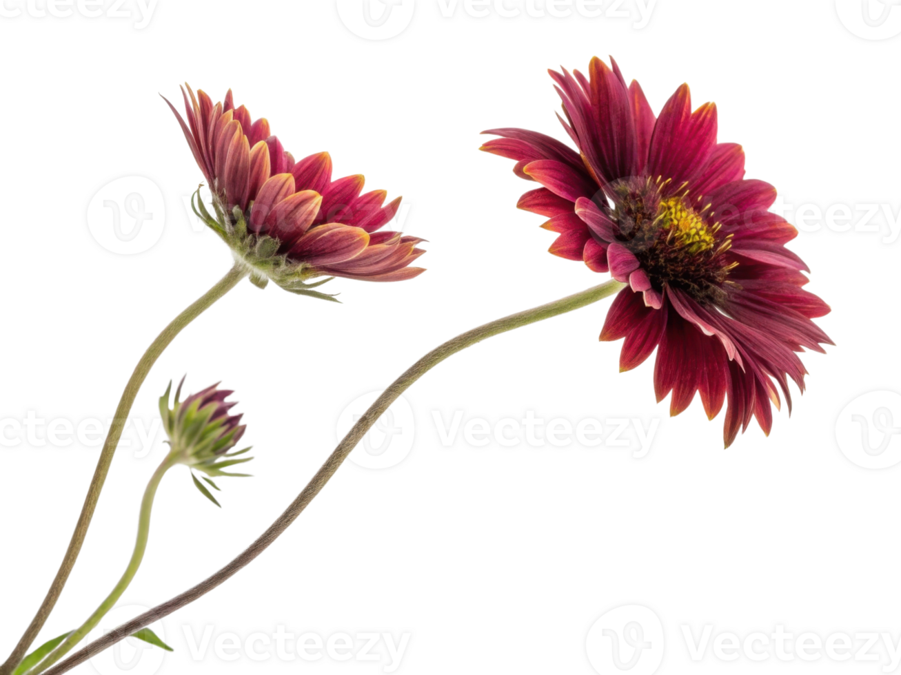 Beautiful gaillardia flowers bloom gracefully, showcasing vibrant colors and intricate petals that captivate eye png