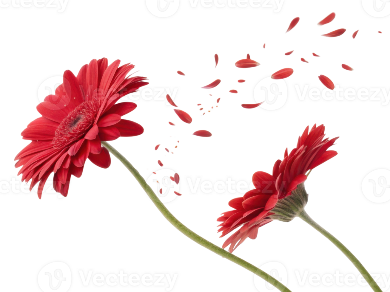 Beautiful gerbera daisies bloom gracefully, their vibrant petals dancing in air, creating joyful and lively atmosphere png