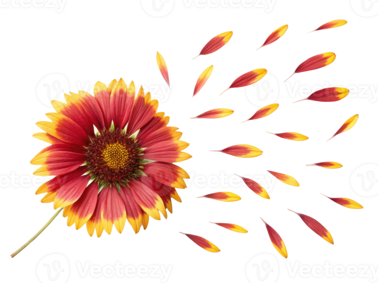 Vibrant gaillardia flower showcases its stunning petals in beautiful display of color and nature artistry png
