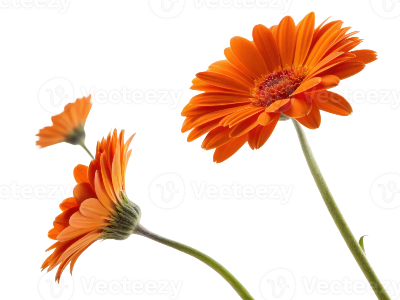 Bright and vibrant gerbera daisies bloom in stunning orange hues showcasing their beauty and charm in any floral arrangement png