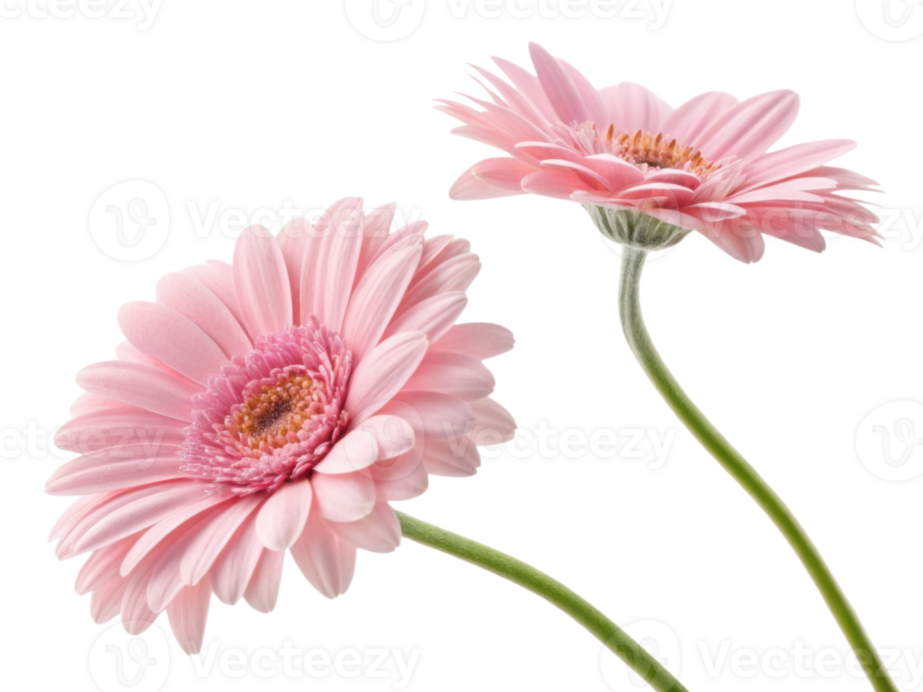Beautiful gerbera daisies bloom gracefully, showcasing their delicate pink petals and vibrant centers, perfect for brightening any space png