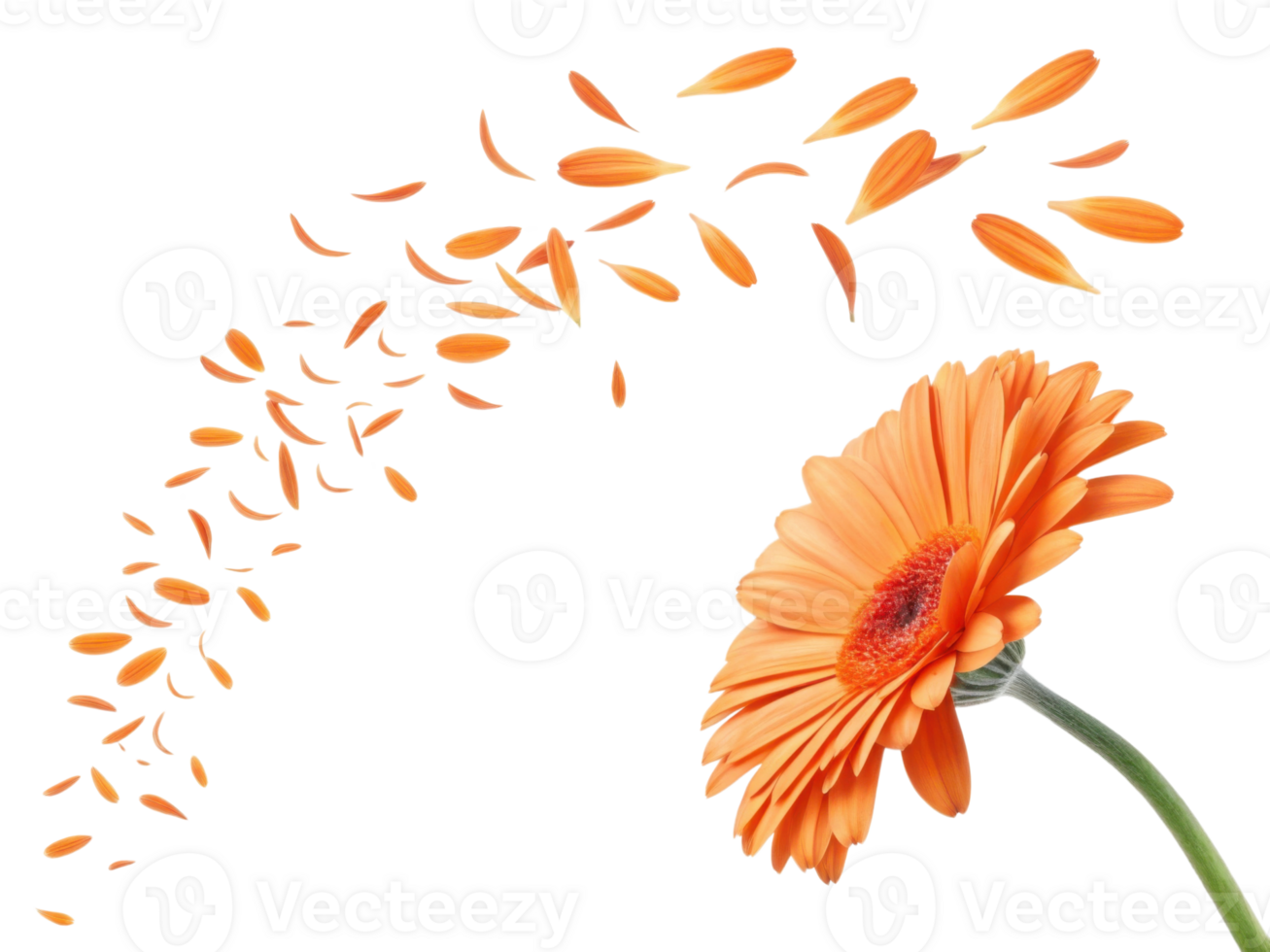 Vibrant gerbera daisy flower showcases its beauty as petals gracefully drift away, creating sense of movement and joy png