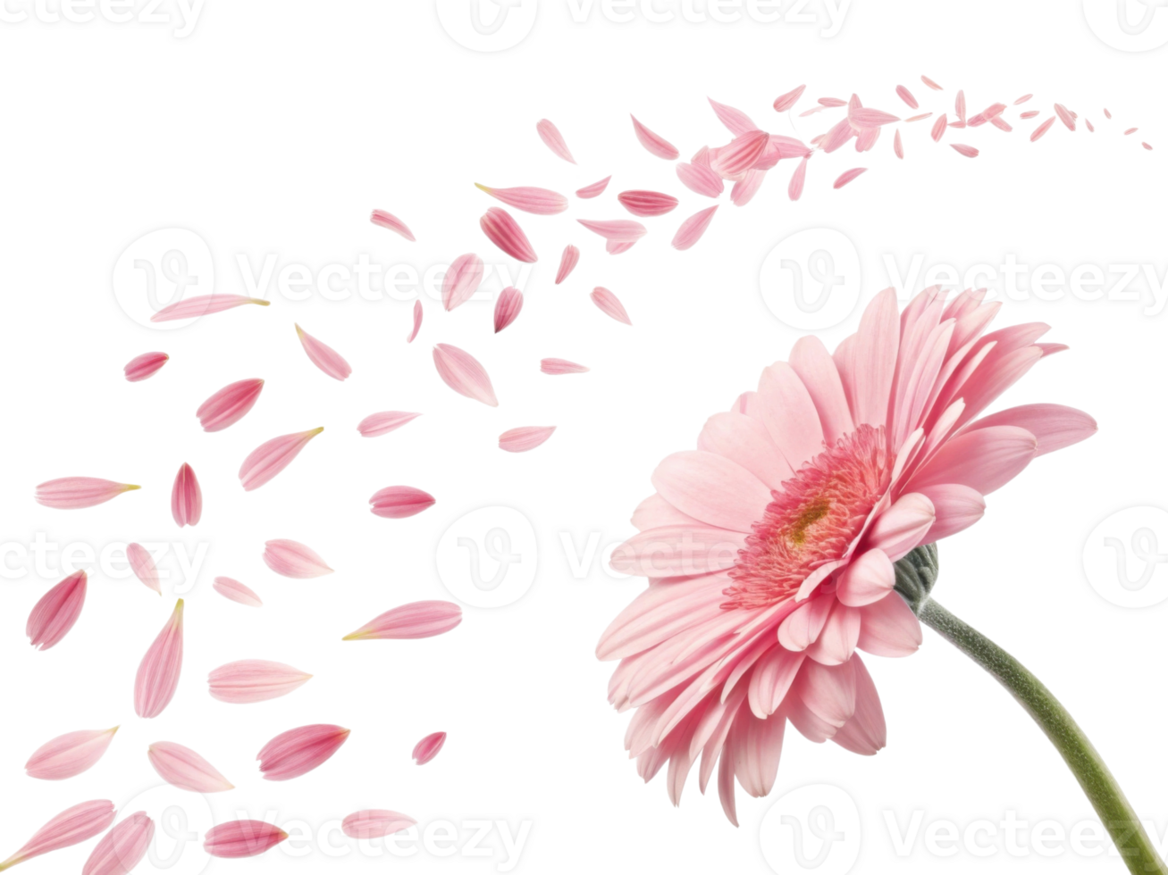Beautiful gerbera daisy flower with delicate pink petals gracefully falling, creating serene and enchanting atmosphere png