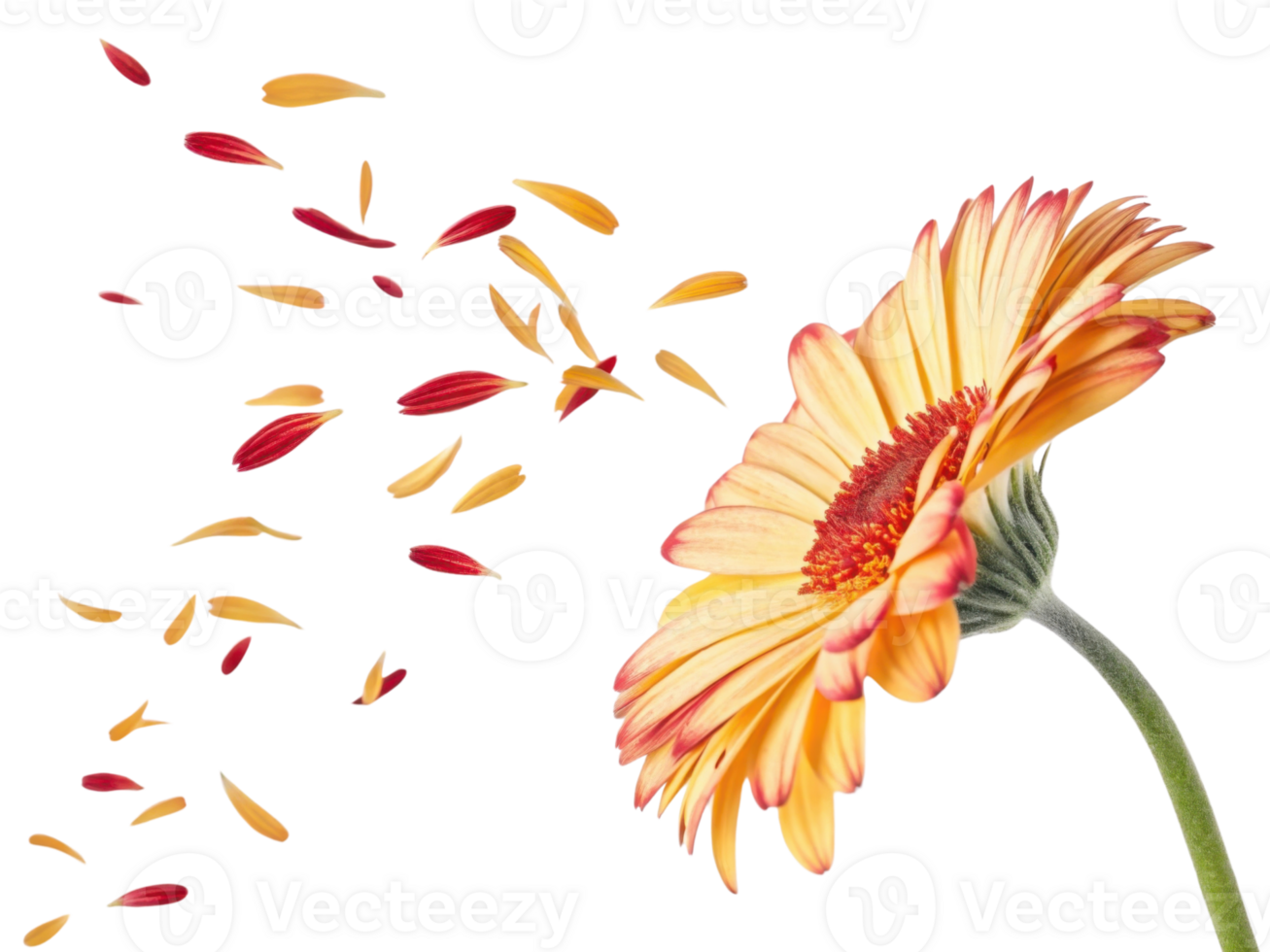 Vibrant gerbera daisy flower showcases its stunning petals beautiful display of color and elegance. petals gently fall, creating serene atmosphere png