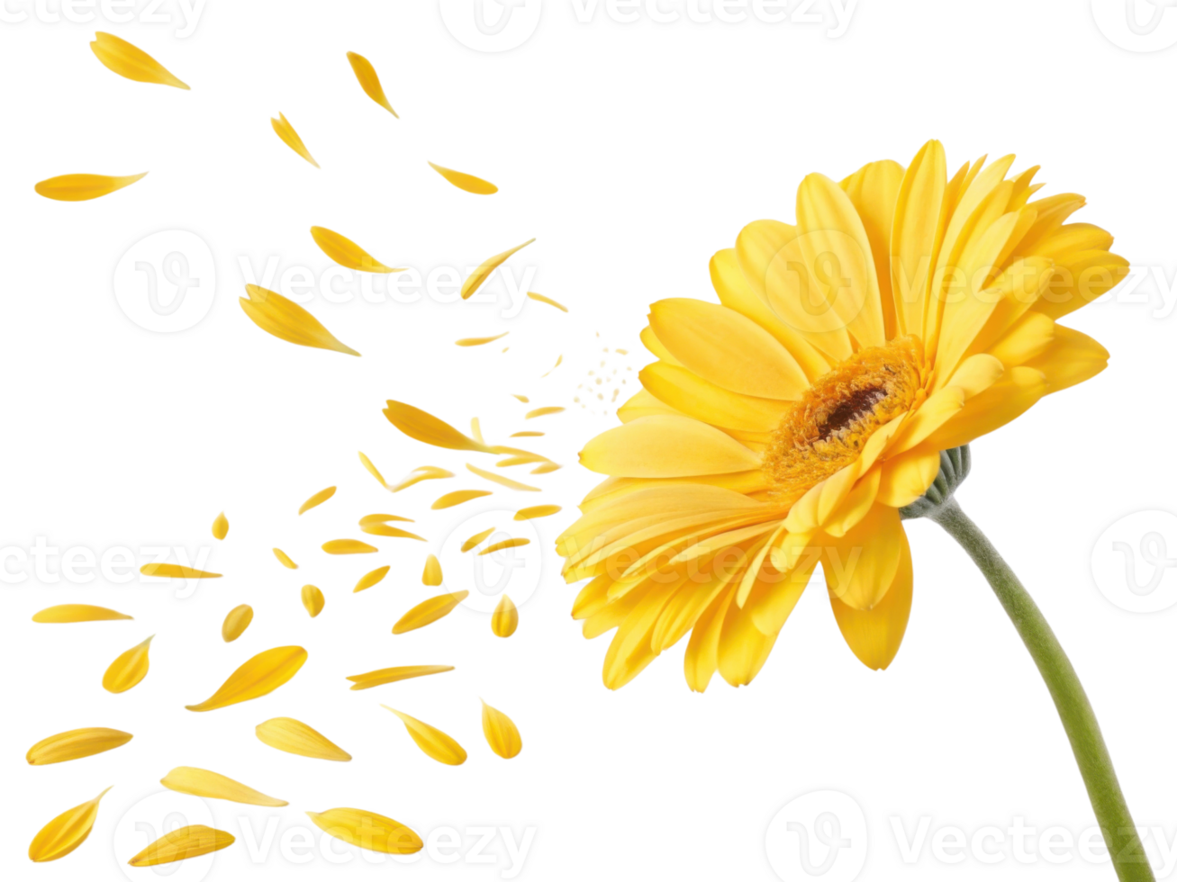 Vibrant gerbera daisy flower showcases its bright yellow petals, creating beautiful display as some petals gently drift away png