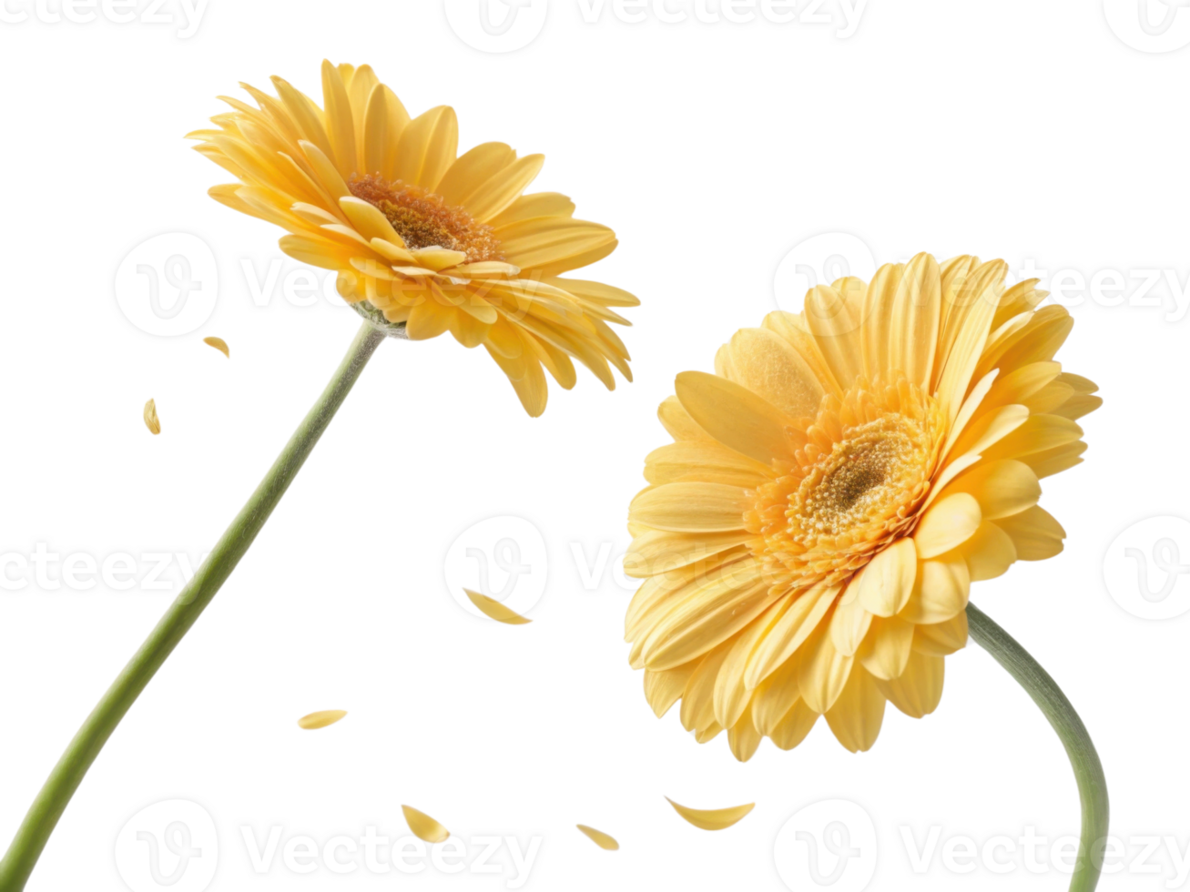 Bright and cheerful gerbera daisies bloom beautifully, showcasing their vibrant yellow petals and delicate charm in lovely floral display png