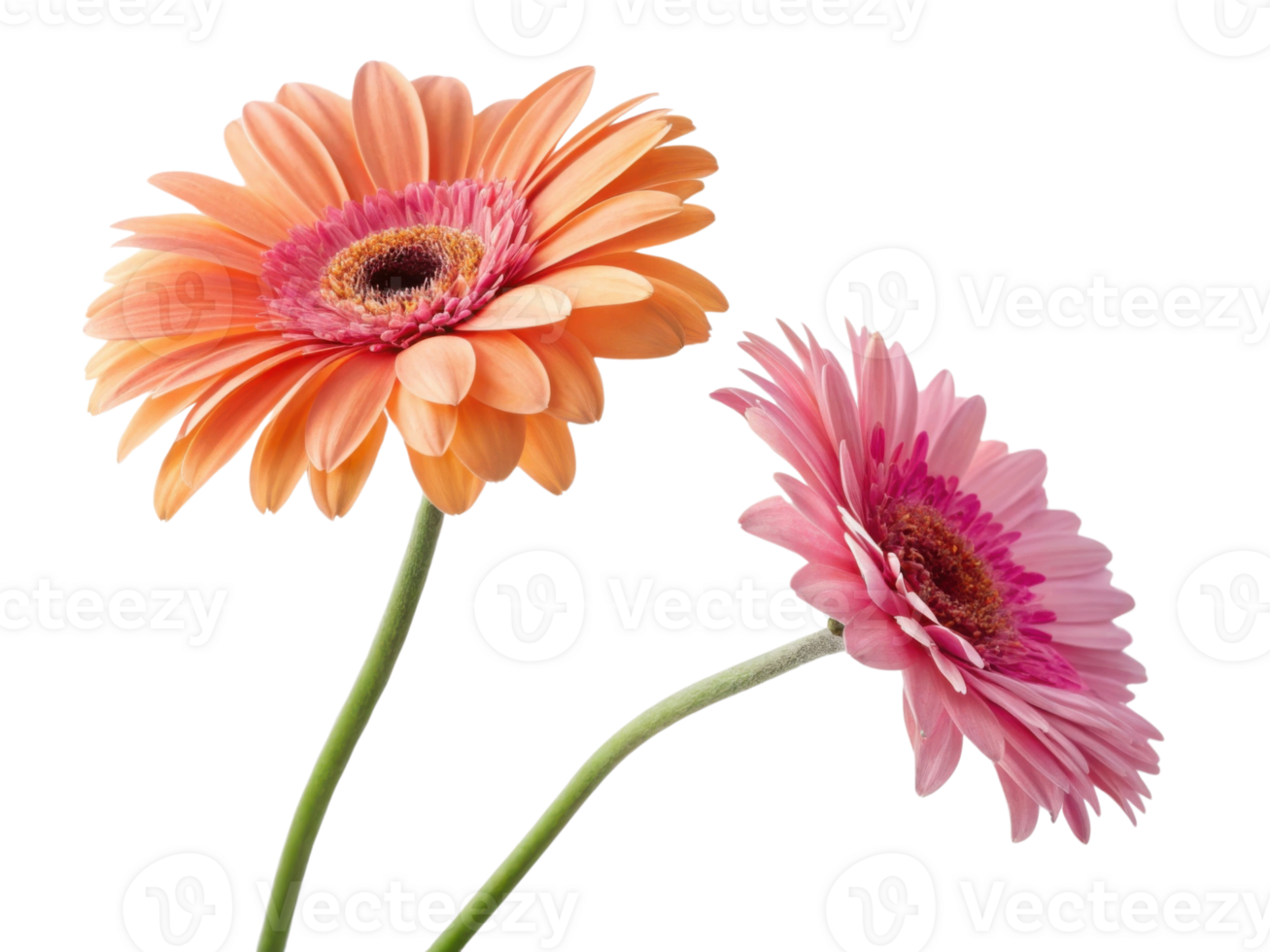 Beautiful gerbera daisies in vibrant orange and pink hues showcase their delicate petals, bringing joy and color to any setting png