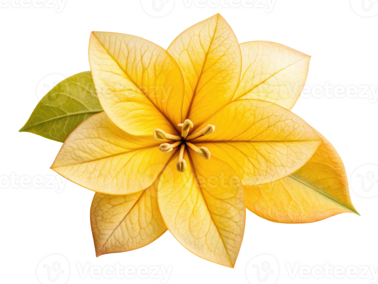 Vibrant bougainvillea flower showcases its stunning yellow petals and intricate details, radiating beauty and warmth in any setting png