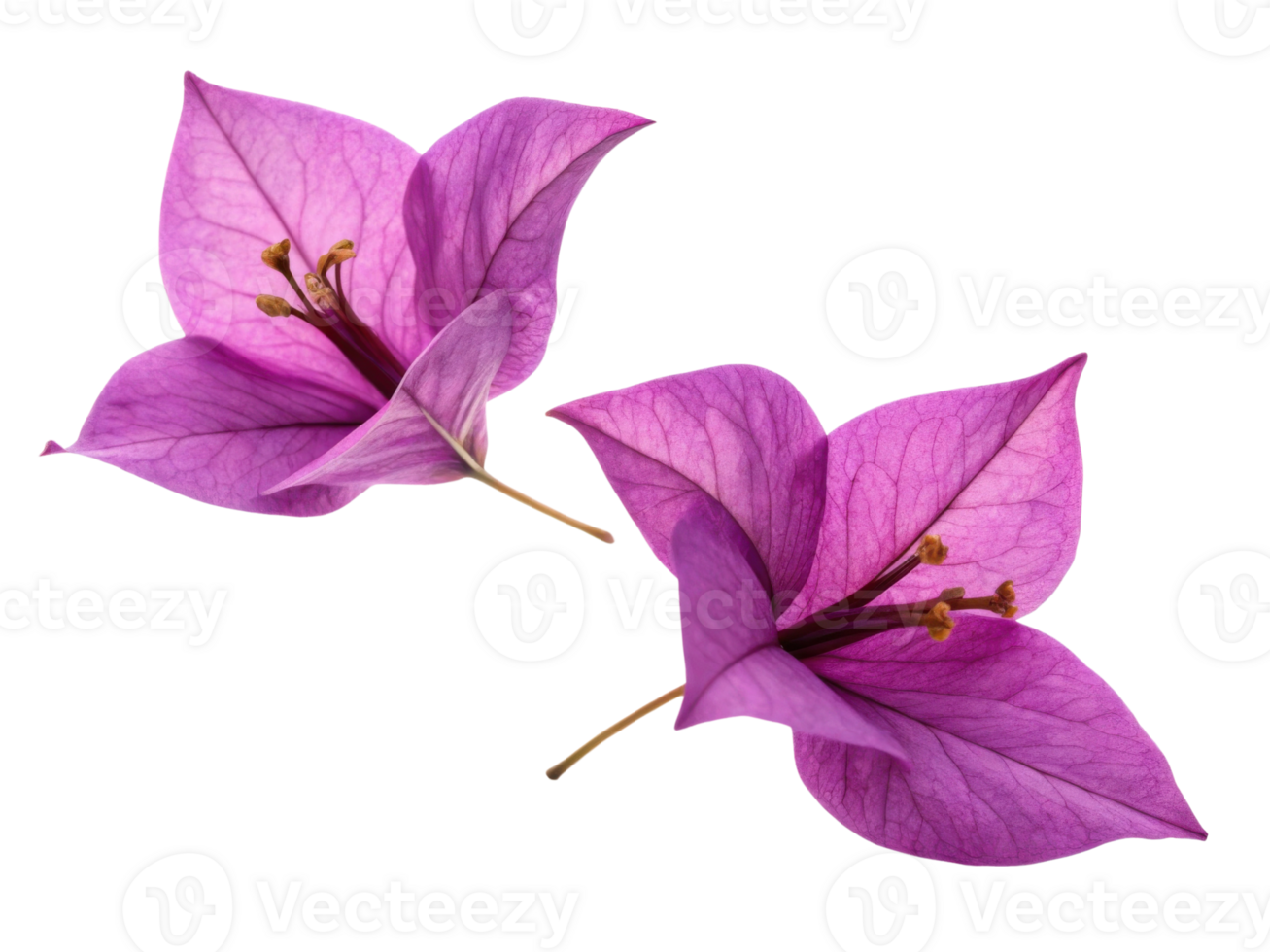 Bougainvillea flowers bloom vibrantly with their stunning purple petals creating beautiful display of nature artistry png