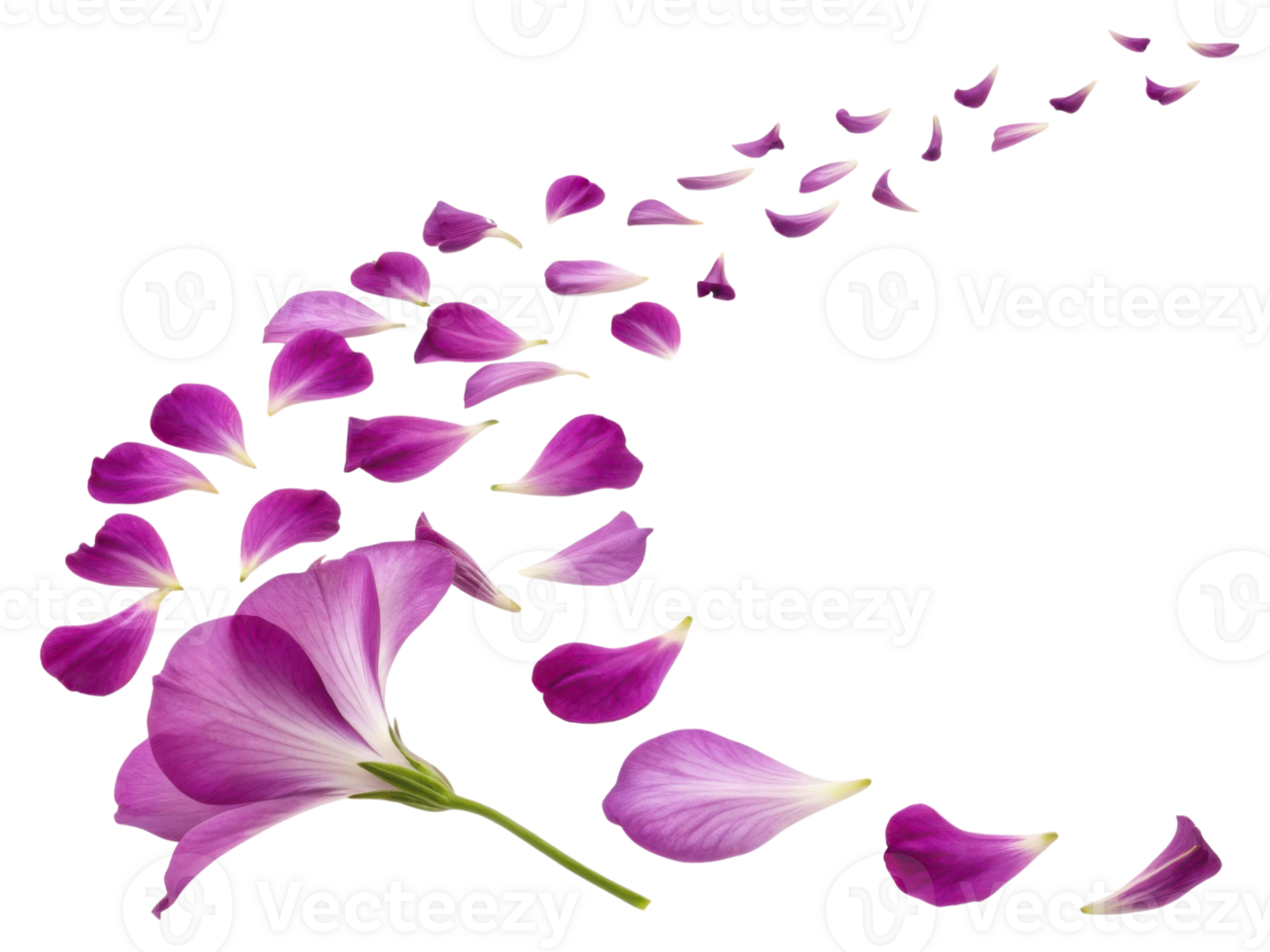 Beautiful gloxinia flower with delicate petals gracefully disperses, creating stunning visual of nature elegance and charm png