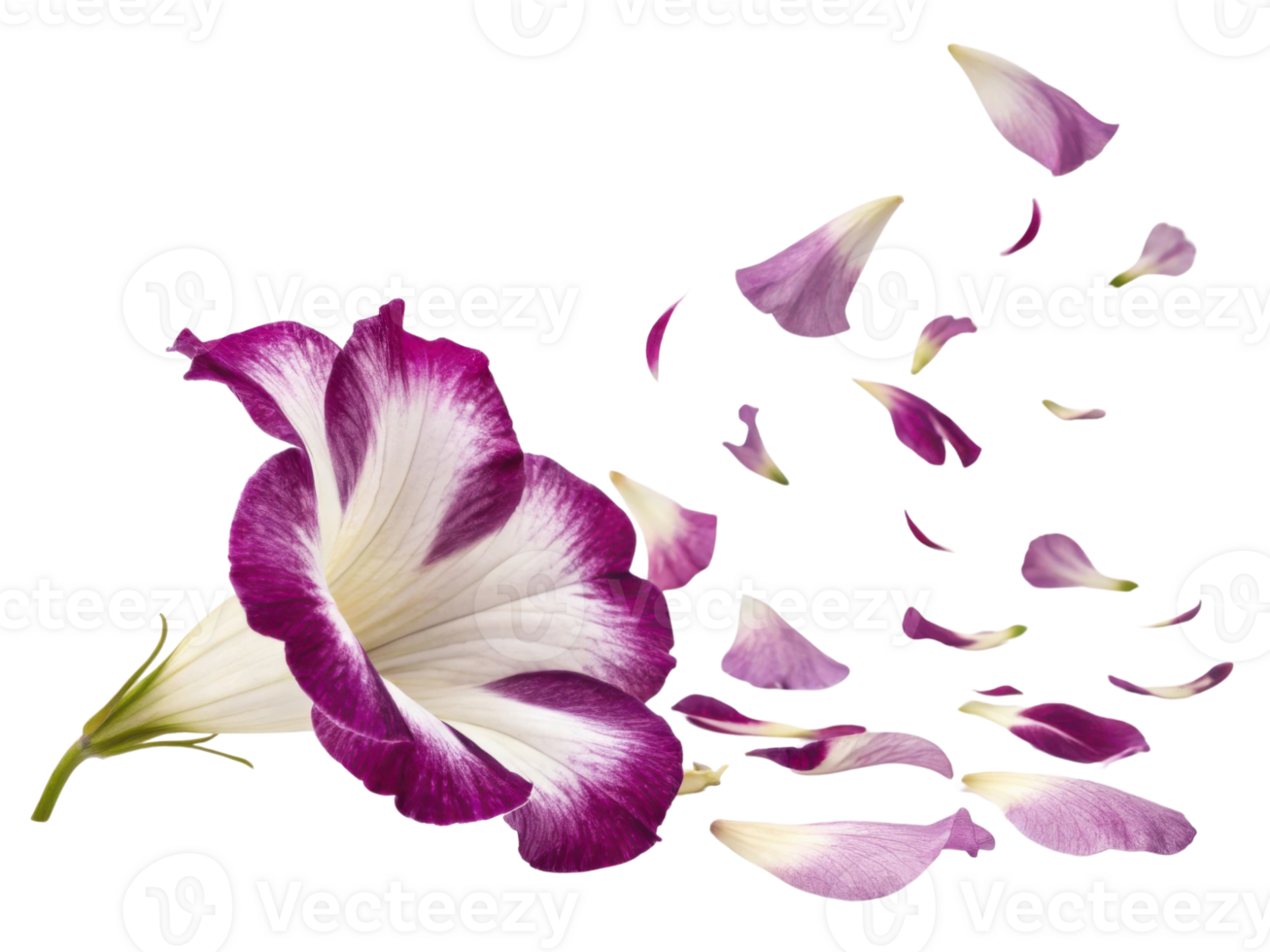 Stunning gloxinia flower showcases vibrant colors as its delicate petals gracefully drift away, creating serene and beautiful scene png