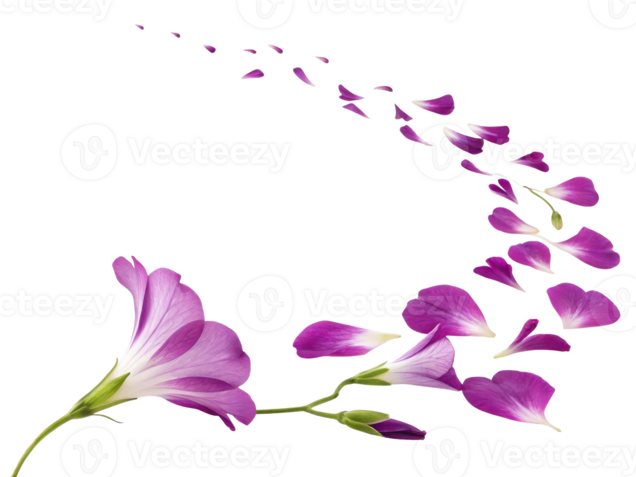 Beautiful gloxinia flower gracefully releases its vibrant petals, creating stunning visual of nature elegance and charm png