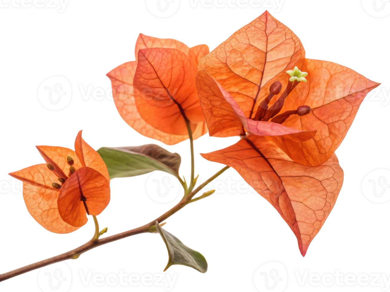 Bougainvillea flowers bloom vibrantly with their delicate petals showcasing shades of orange and intricate details that captivate eye png