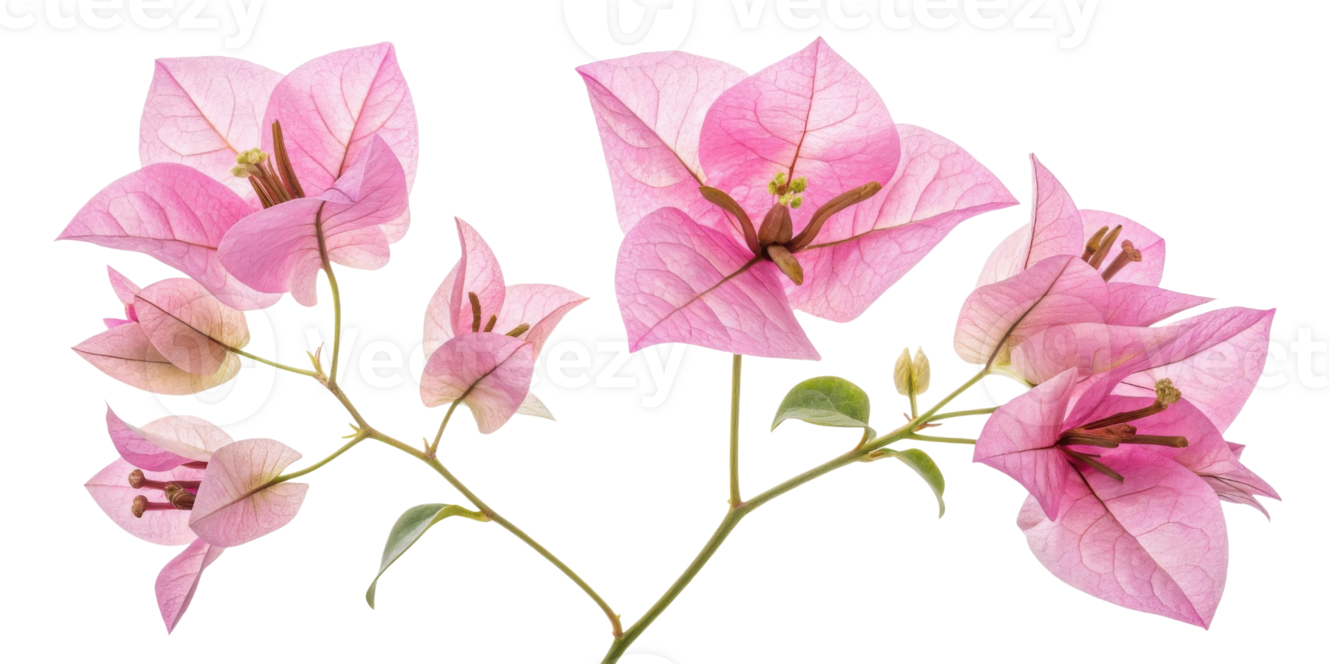 Bougainvillea flowers bloom vibrantly with delicate pink petals creating stunning display of nature beauty png