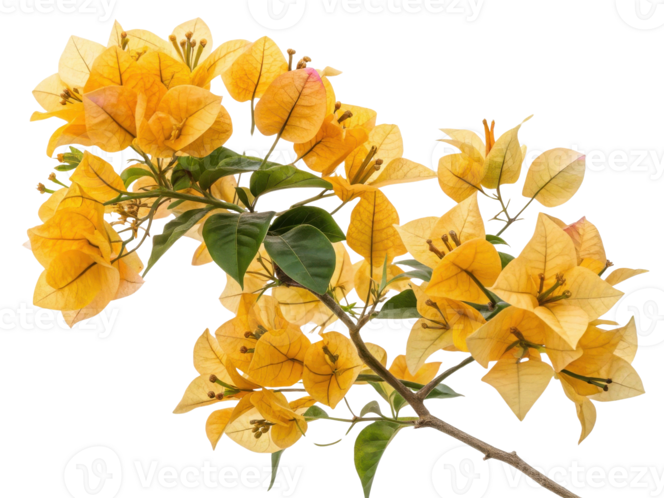 Bright and vibrant bougainvillea flowers bloom in stunning yellow hues, creating cheerful and lively atmosphere in any garden png