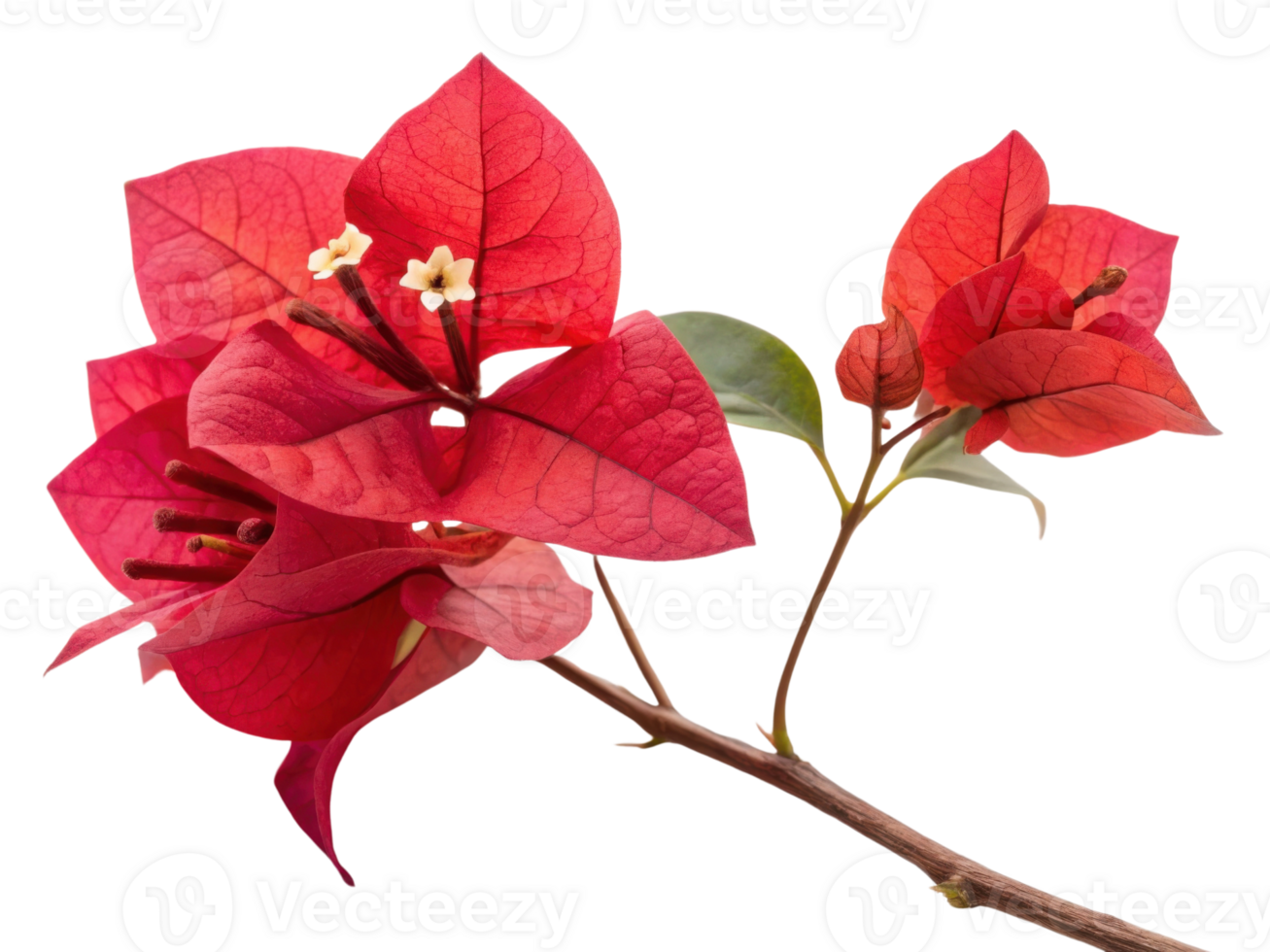 Bougainvillea flowers bloom vibrantly with their striking red petals creating stunning display of nature beauty png