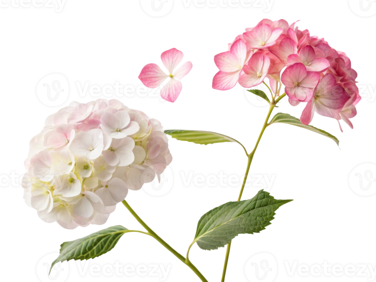 Beautiful hydrangea flowers in white and pink showcase their delicate petals and vibrant colors, creating stunning floral display png