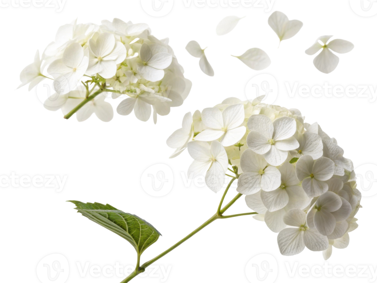 Beautiful hydrangea flowers in white display delicate petals drifting gracefully, capturing essence of nature elegance and charm png