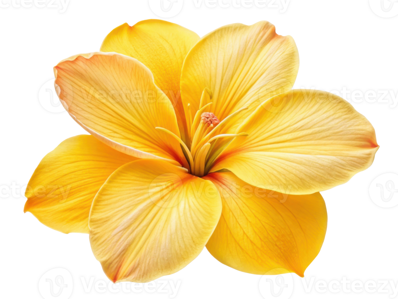 Vibrant canna flower showcases its stunning yellow petals radiating beauty and warmth, perfect for brightening any space png