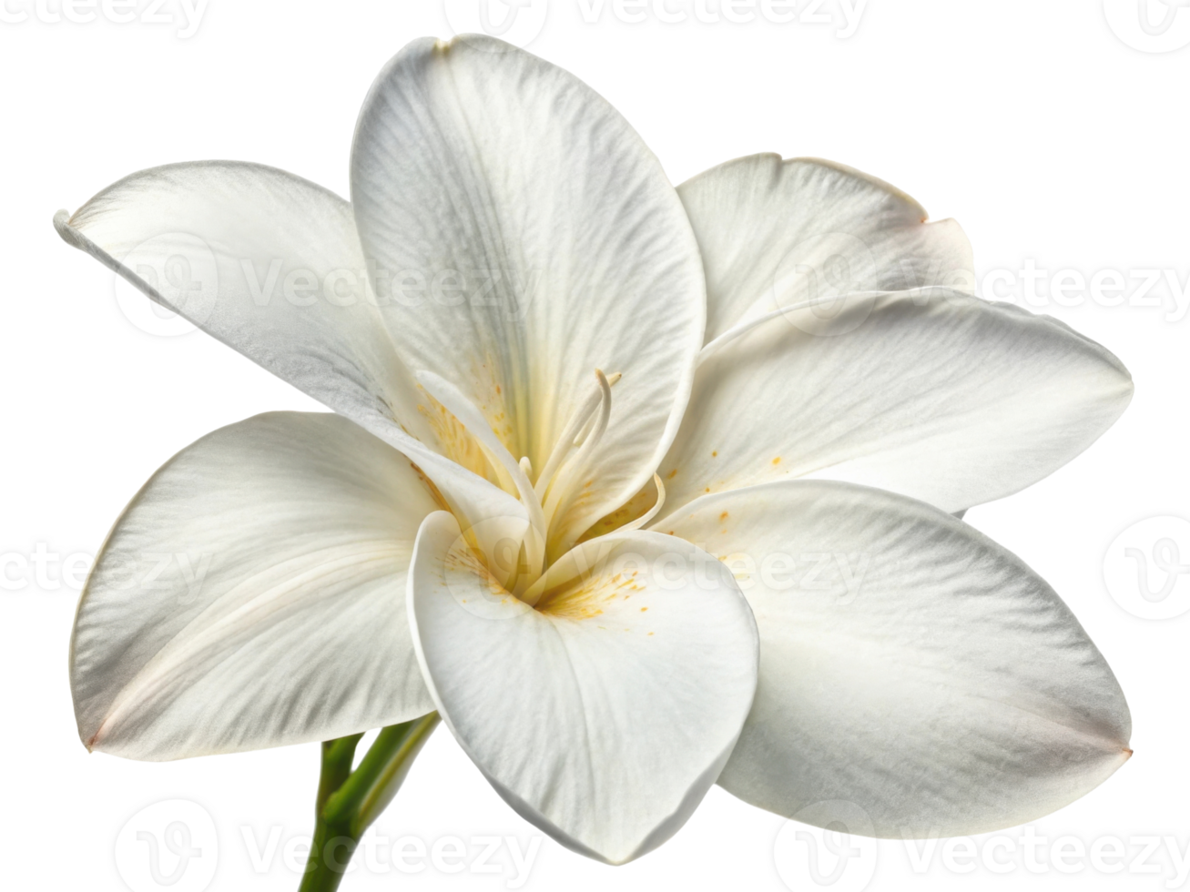 Stunning canna flower showcases its delicate white petals and intricate details, radiating beauty and elegance in nature design png