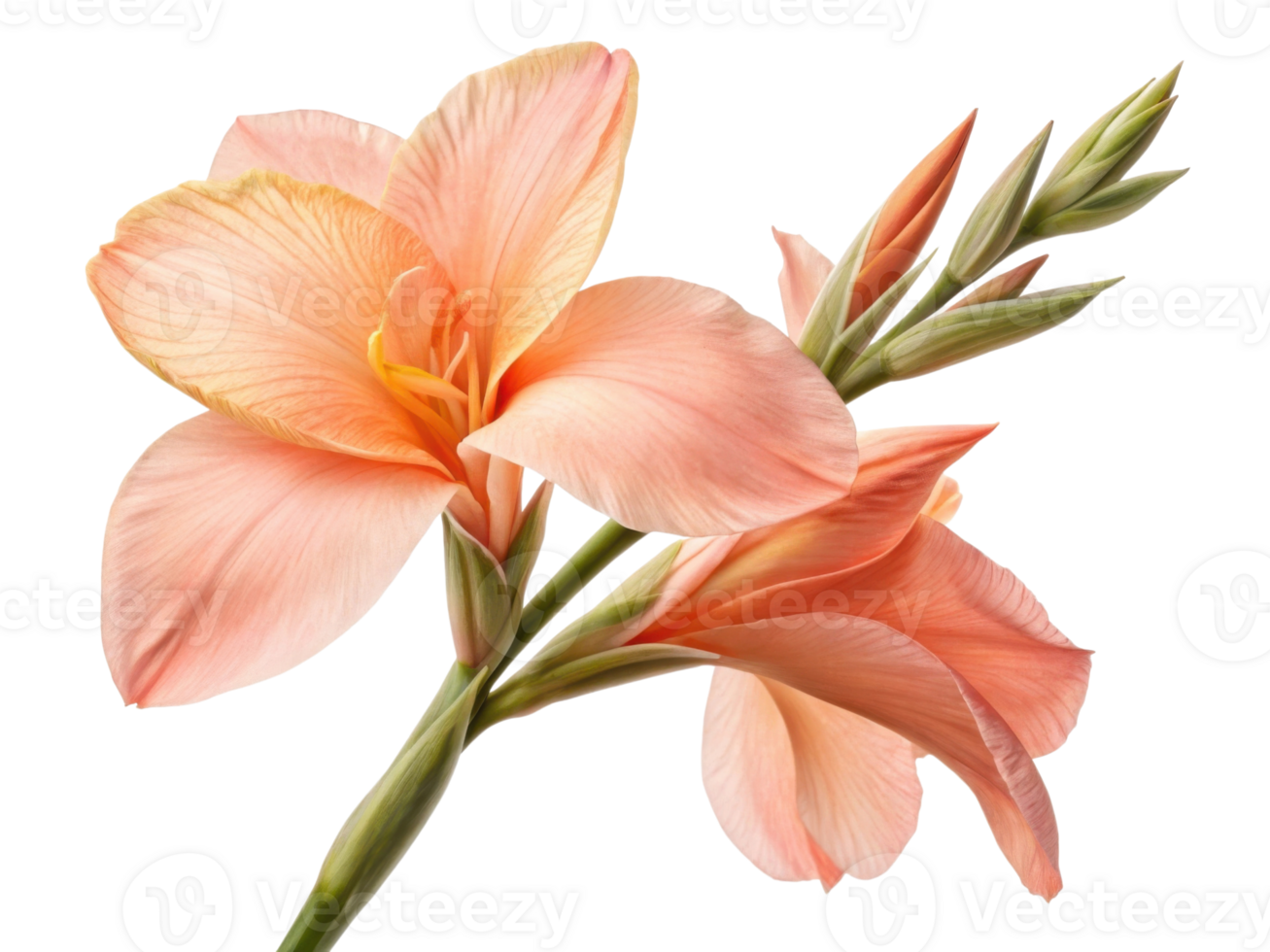 Beautiful canna flower blooms gracefully with soft peach petals and vibrant green stems, showcasing nature elegance and charm png