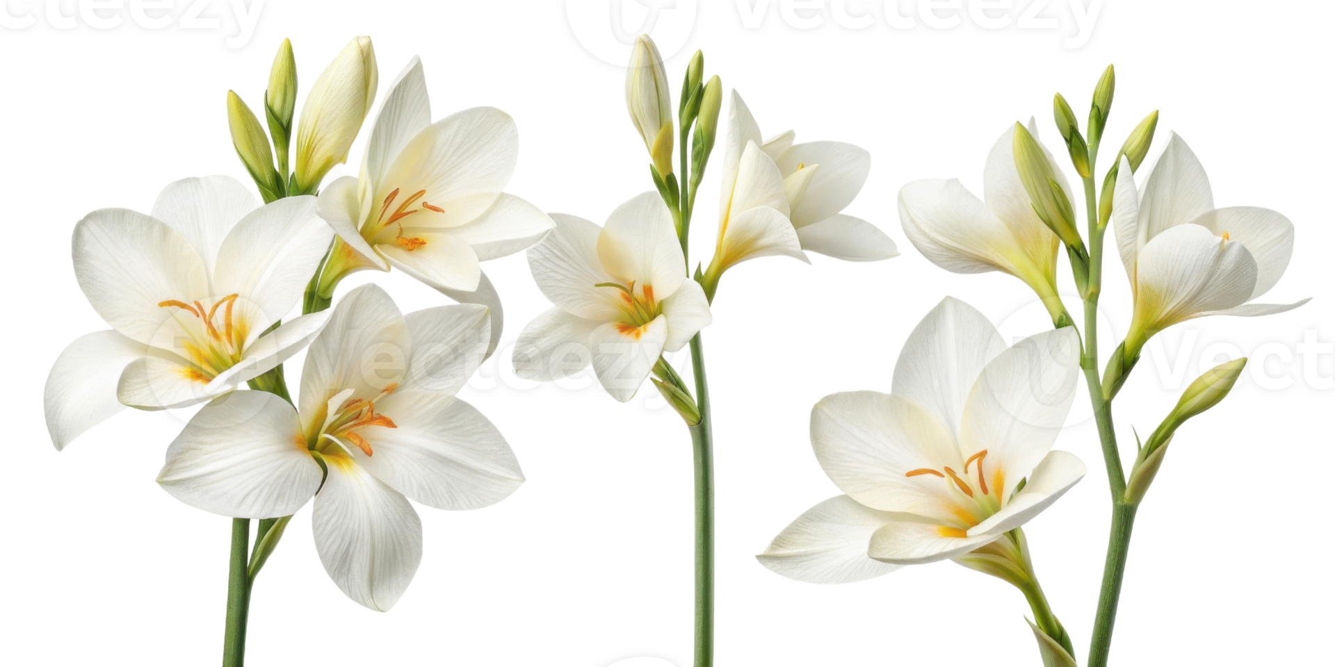 White flowers bloom beautifully, showcasing delicate petals and vibrant centers that evoke sense of tranquility and elegance png
