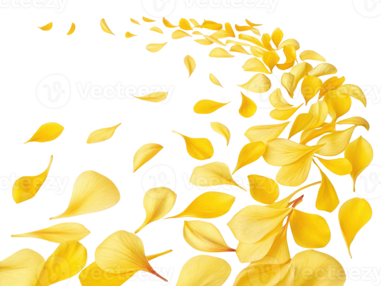 Bright yellow petals gracefully scatter, creating beautiful display of nature charm and elegance png