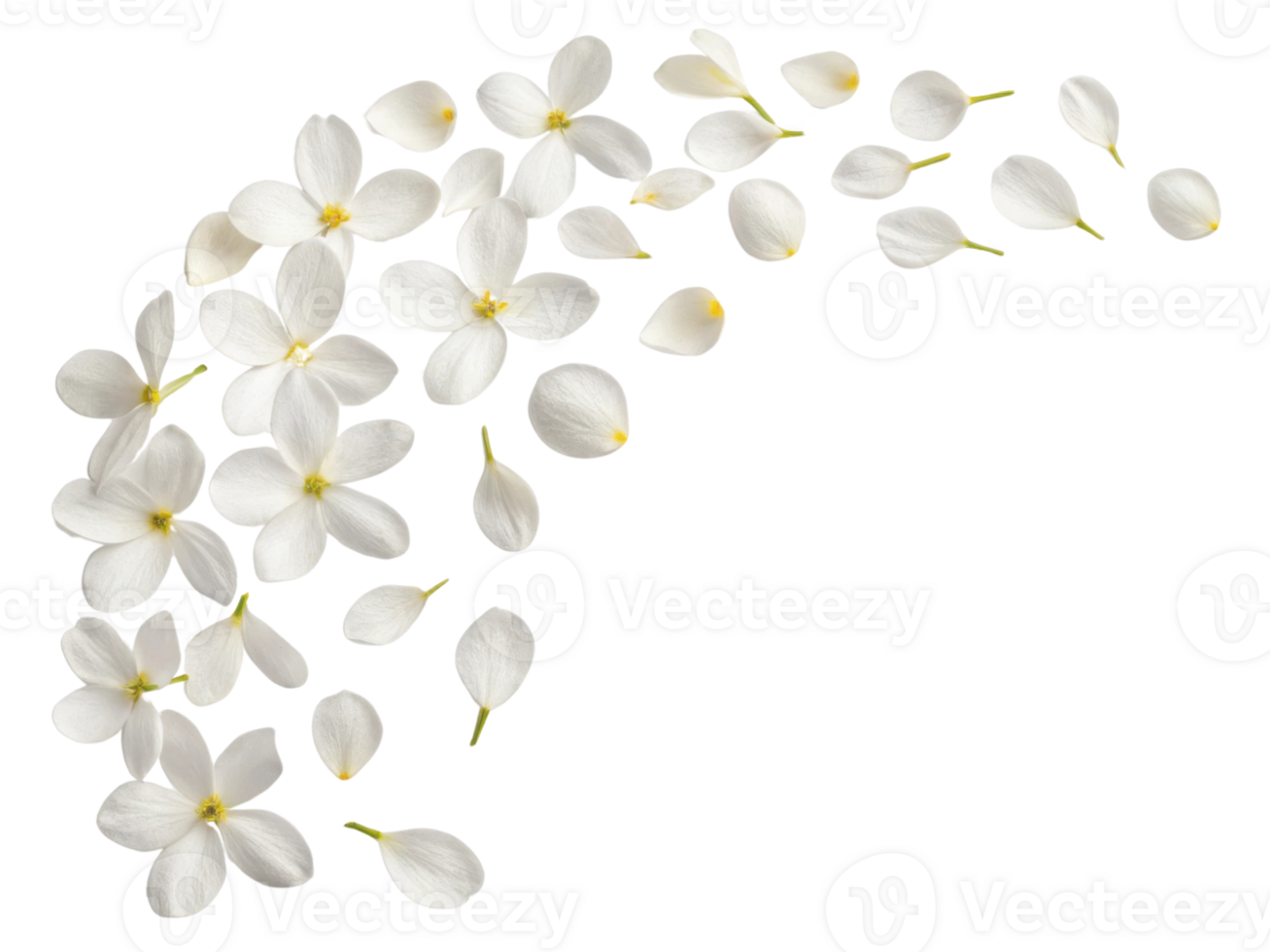 Delicate white flowers gracefully scatter across transparency background, creating serene and elegant display of nature beauty png