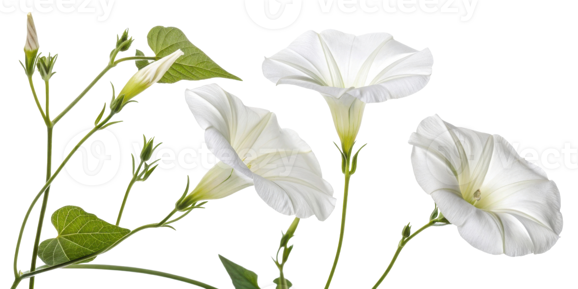 Morning glory flowers bloom beautifully in soft light of dawn showcasing their delicate petals and vibrant green leaves png