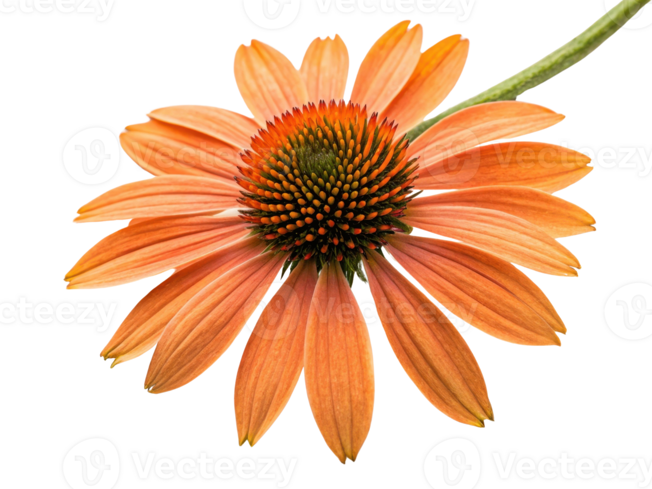 Vibrant chinacea flower showcases its stunning orange petals and intricate center, radiating beauty and charm in nature design png